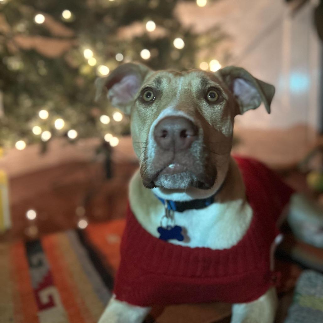 Chip, a Adoptable mixed breed in Turlock, CA image 2/6