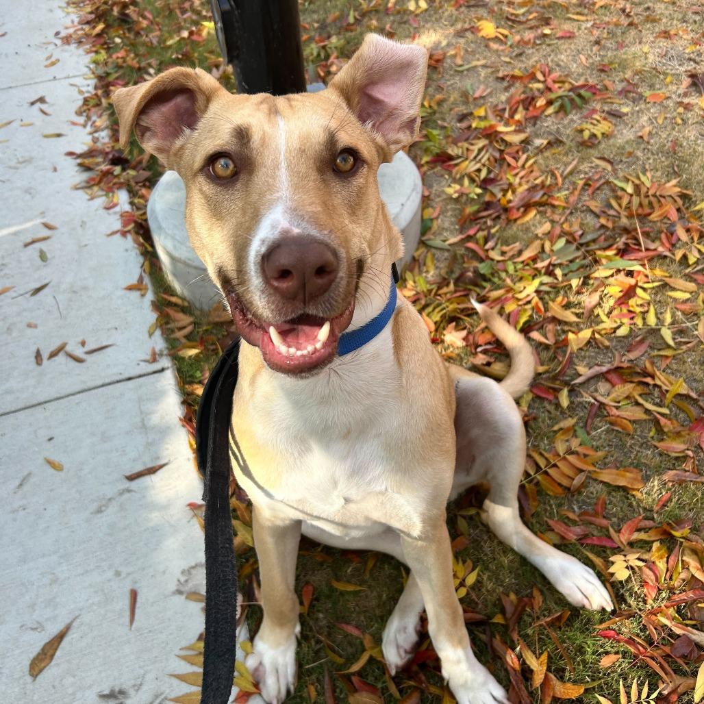 Chip, a Adoptable mixed breed in Turlock, CA image 3/6