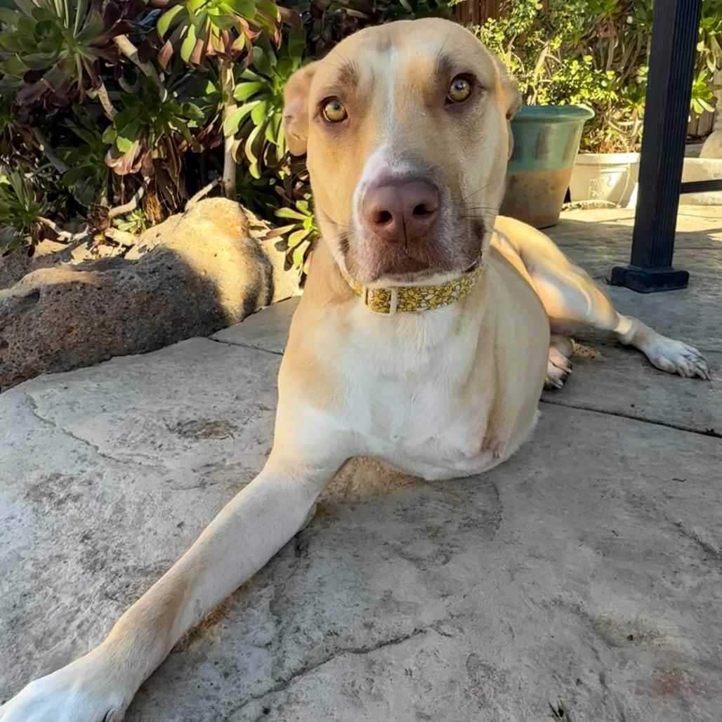 Chip, a Adoptable mixed breed in Turlock, CA image 4/6