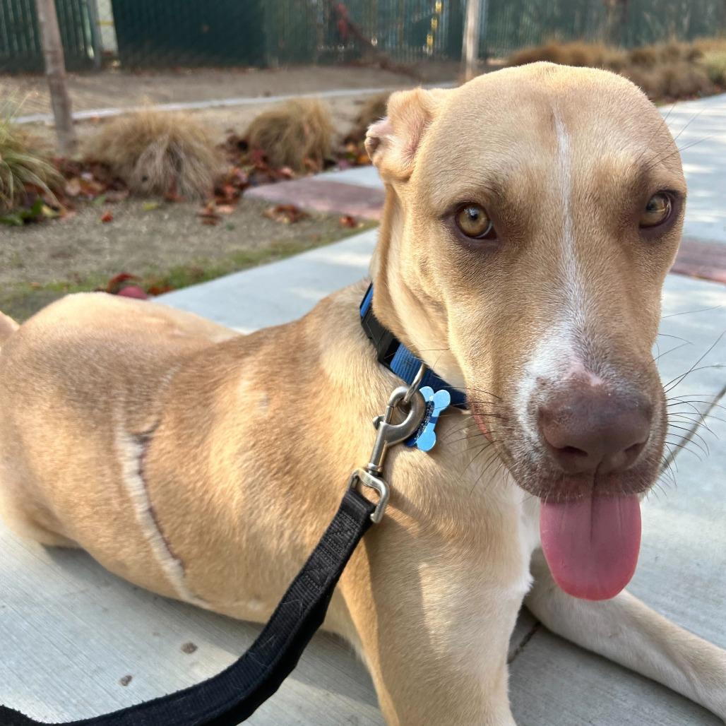 Chip, a Adoptable mixed breed in Turlock, CA image 4/6