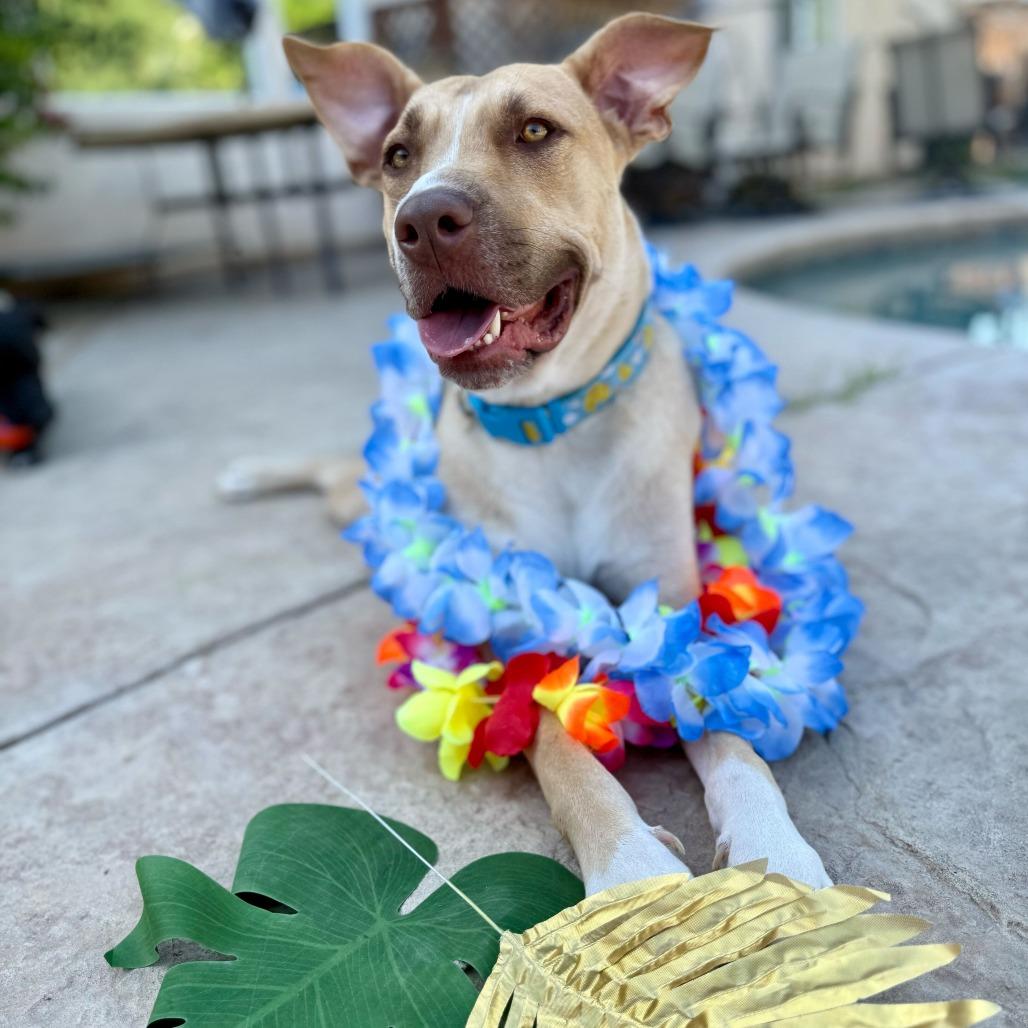 Chip, a Adoptable mixed breed in Turlock, CA image 5/6