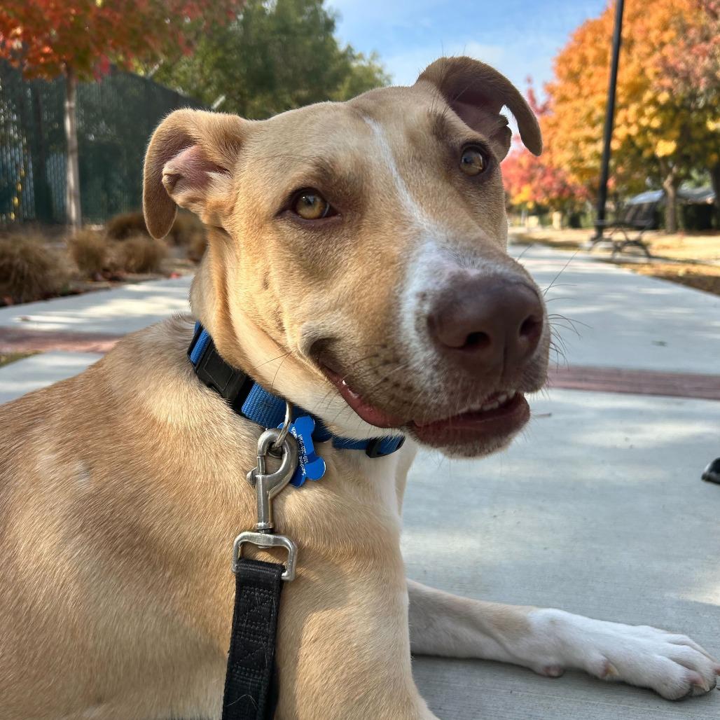 Chip, a Adoptable mixed breed in Turlock, CA image 6/6