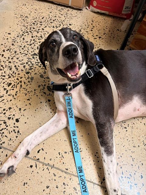 OUTLAW, Adoptable, Adult Male Great Dane & Mixed Breed.