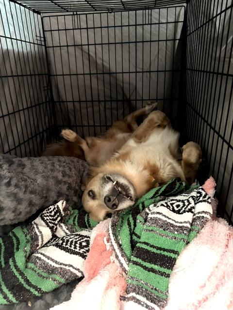 Enlarge Simba, a Adoptable mixed breed in Los Angeles, CA image 2/6