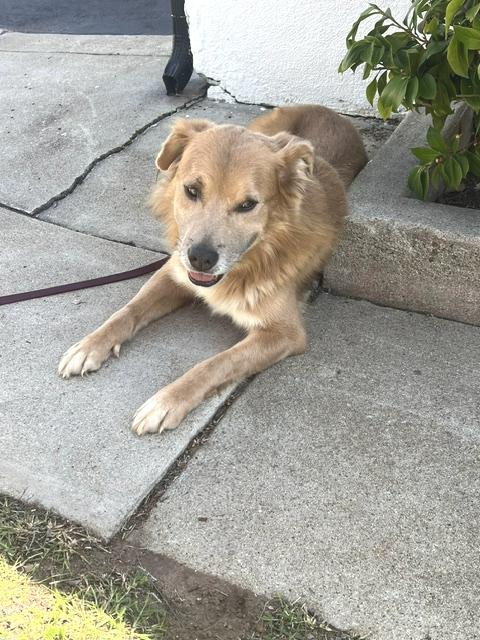 Enlarge Simba, a Adoptable mixed breed in Los Angeles, CA image 3/6