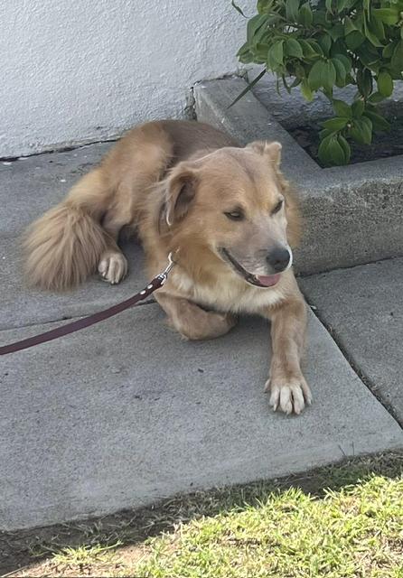 Enlarge Simba, a Adoptable mixed breed in Los Angeles, CA image 6/6