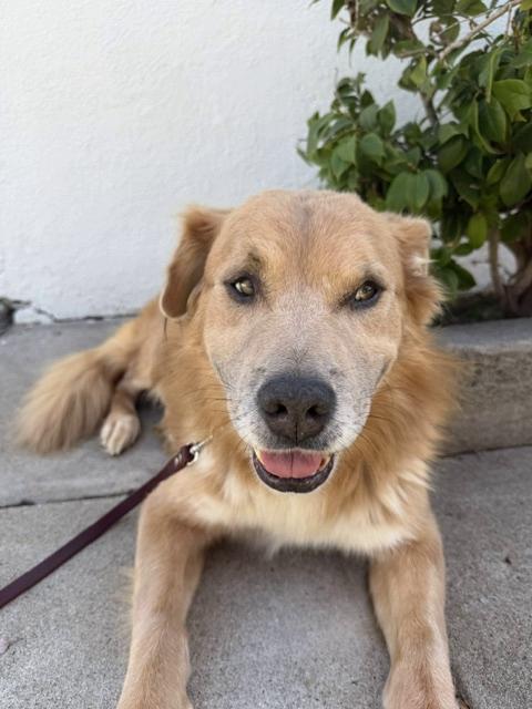 Enlarge Simba, a Adoptable mixed breed in Los Angeles, CA image 5/6