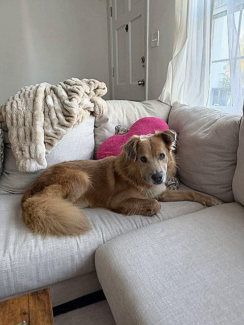 Simba, Adoptable, Adult Male Golden Retriever.