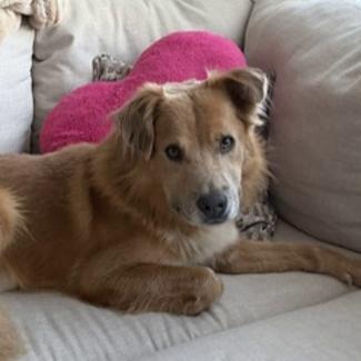 Enlarge Simba, a Adoptable mixed breed in Los Angeles, CA image 4/6