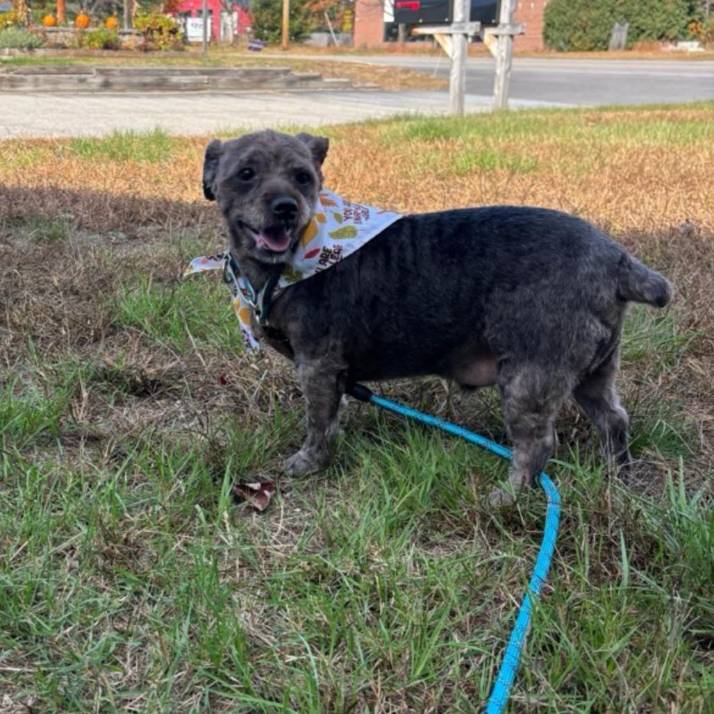 Chaos, Adoptable, Senior Male Yorkshire Terrier & Miniature Poodle.