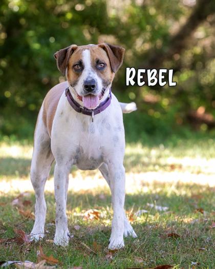 Rebel, Adoptable, Adult Male Hound & Mixed Breed.