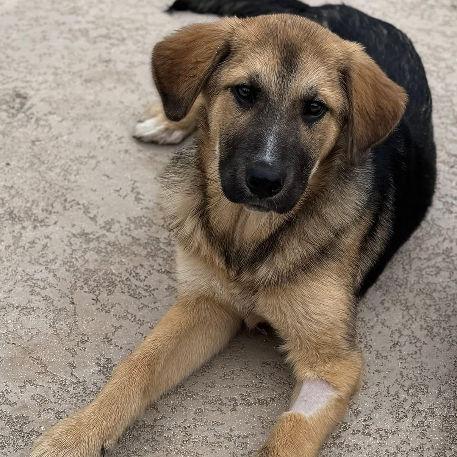 Enlarge Remy, a ADOPTABLE mixed breed in Germantown , TN image 5/6