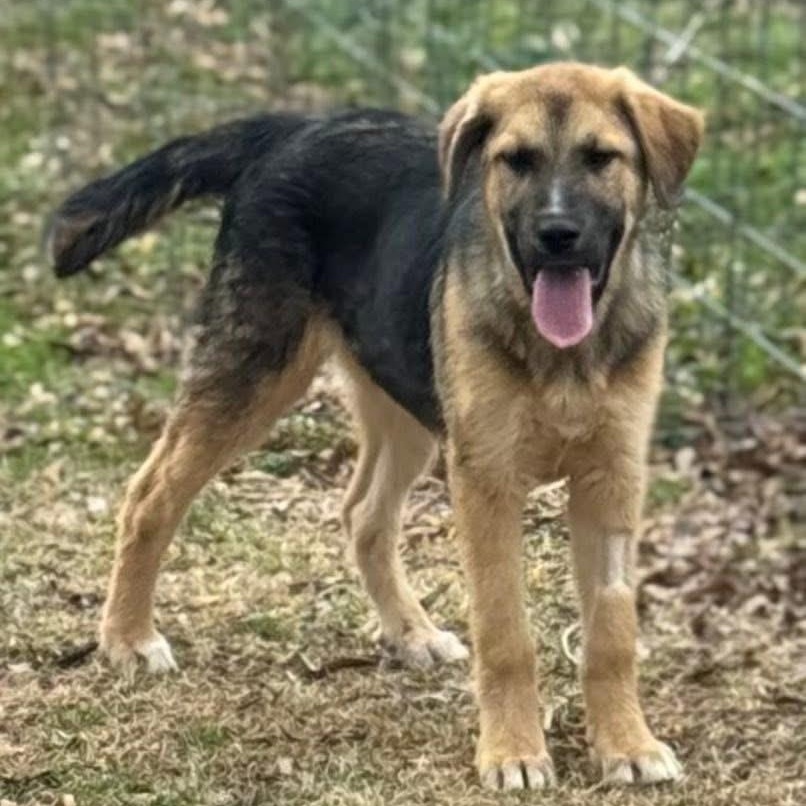 Enlarge Remy, a ADOPTABLE mixed breed in Germantown , TN image 2/6