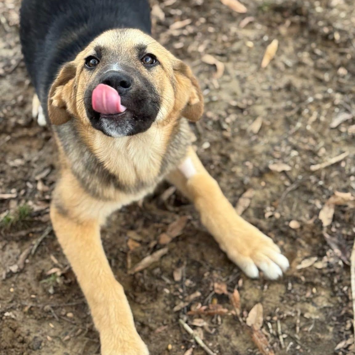 Enlarge Remy, a ADOPTABLE mixed breed in Germantown , TN image 4/6
