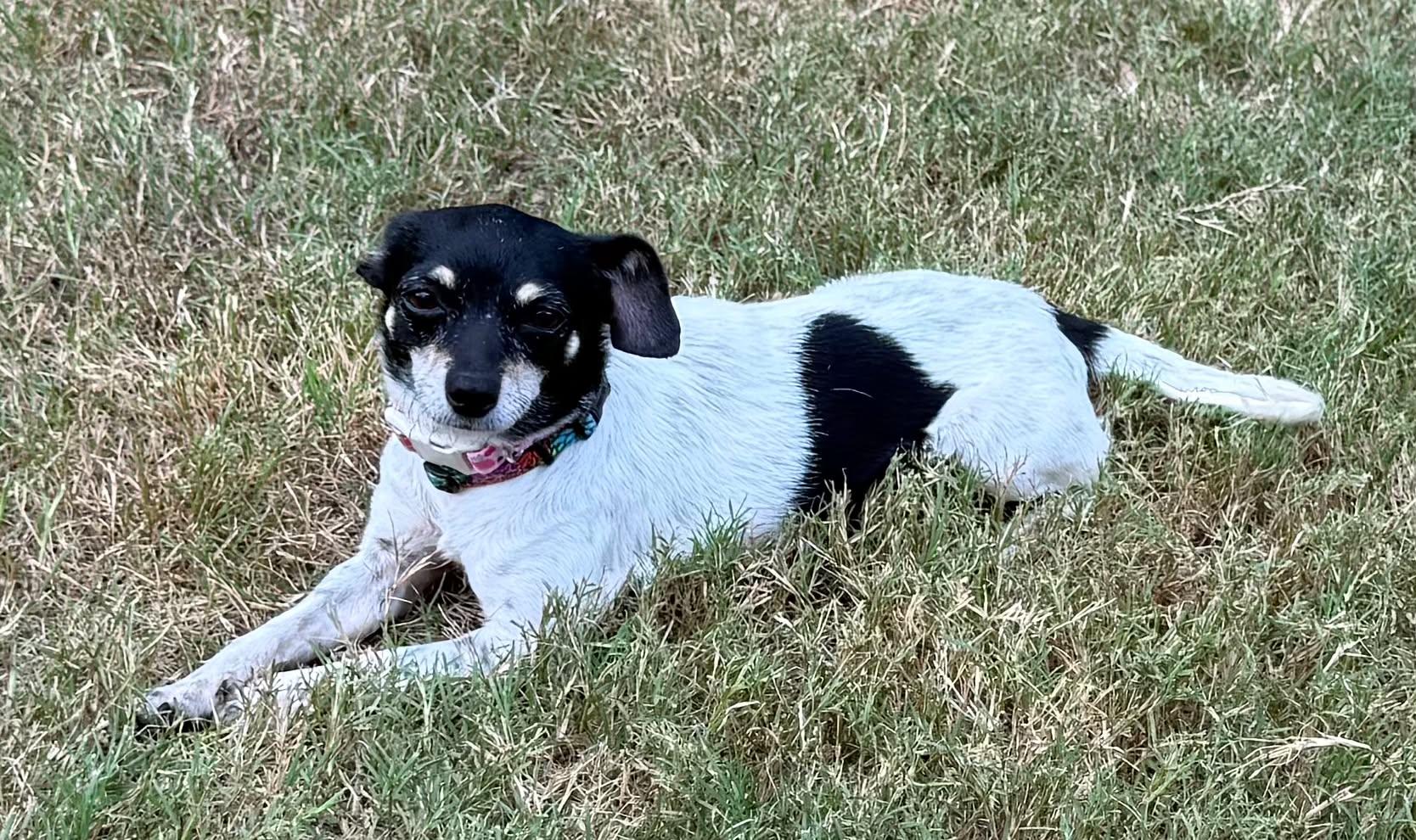 Enlarge Lumi, a ADOPTABLE mixed breed in Milton, FL image 2/3