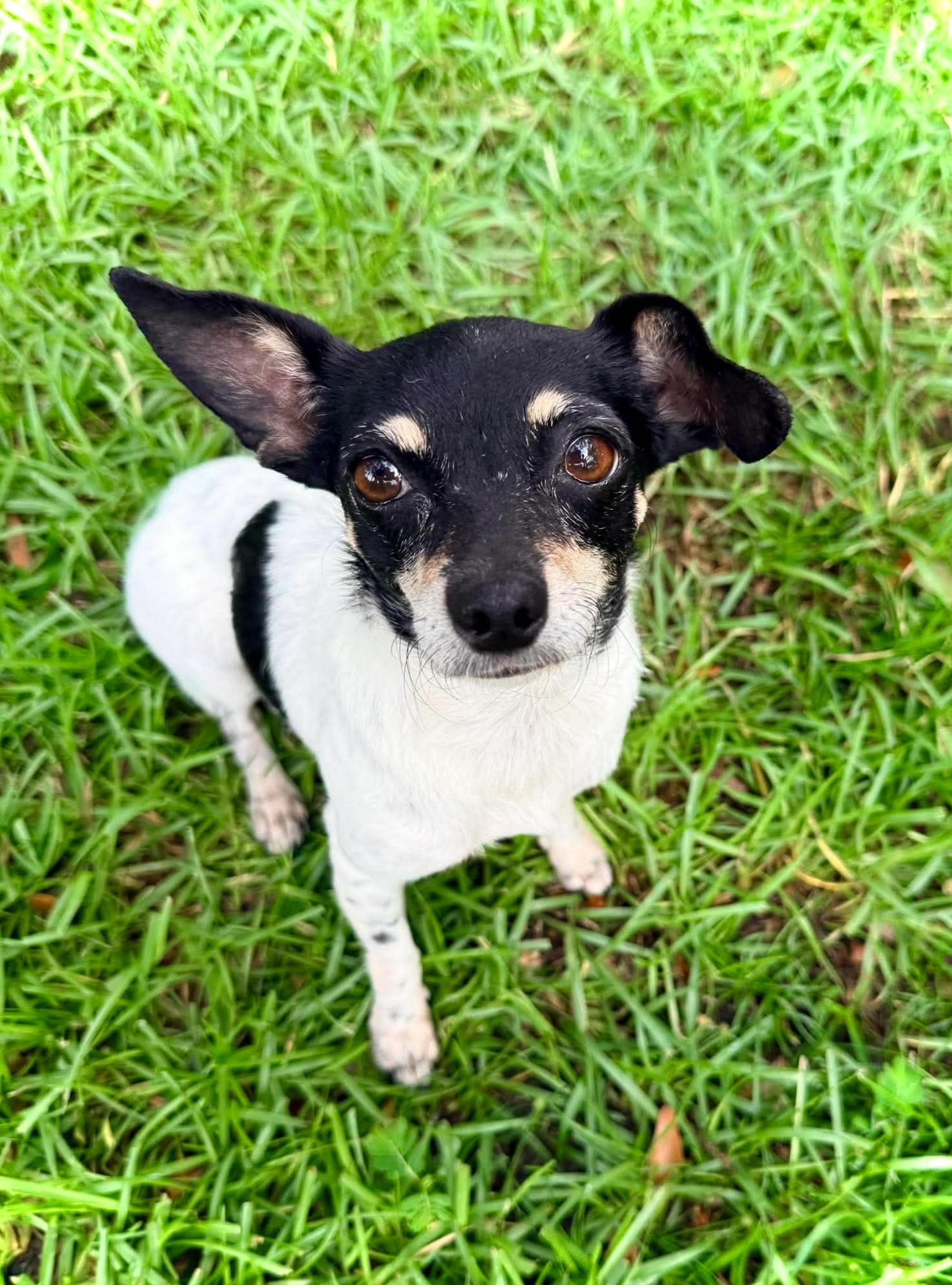 Enlarge Lumi, a ADOPTABLE mixed breed in Milton, FL image 1/3
