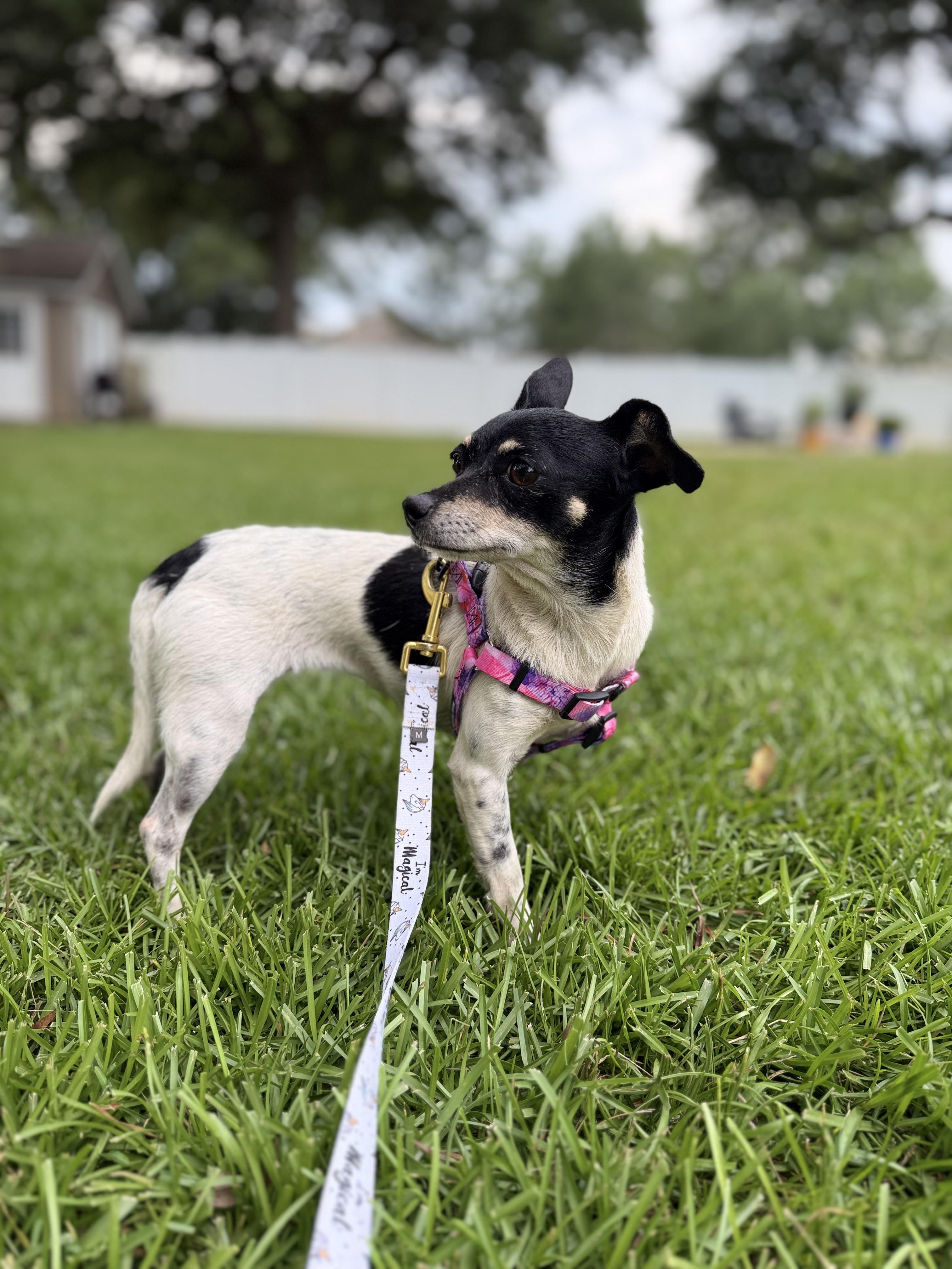 Enlarge Lumi, a ADOPTABLE mixed breed in Milton, FL image 3/3