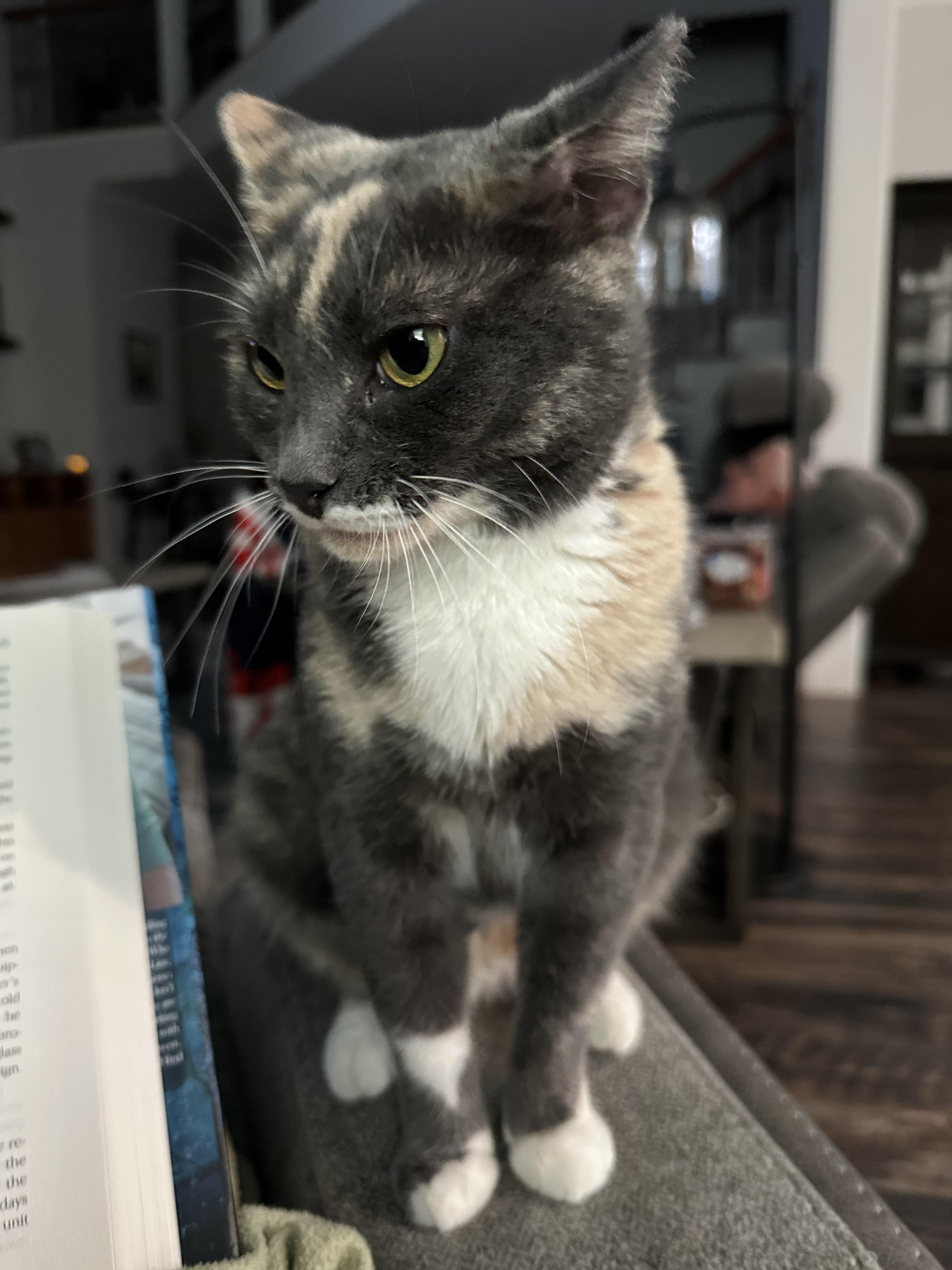 Victoria thumbnail 4