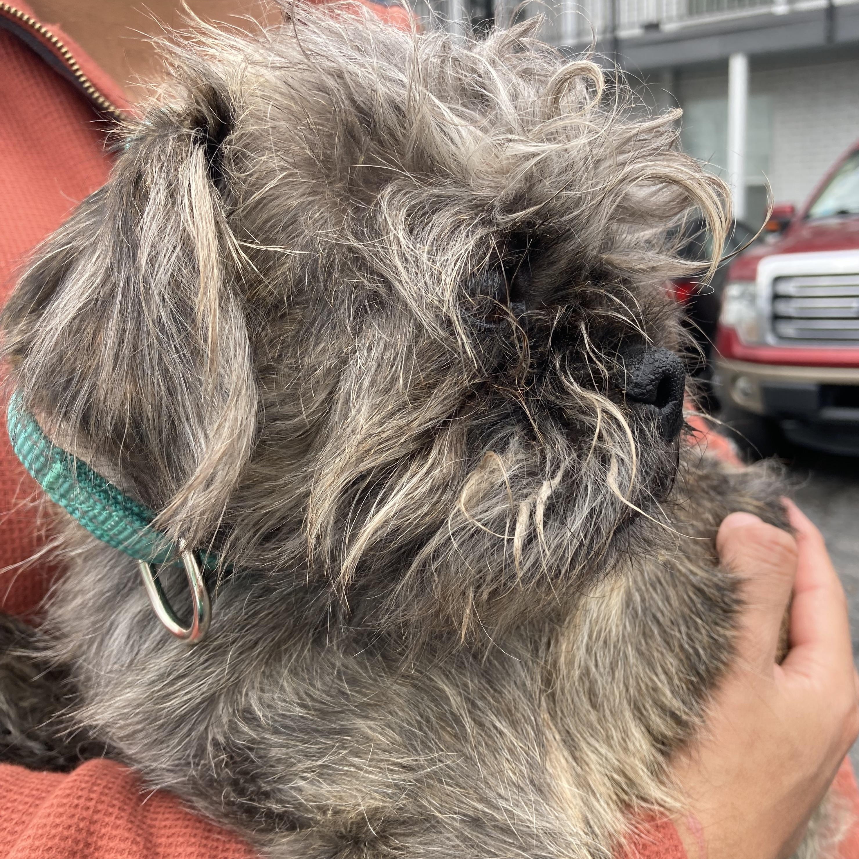 Bugsy — thumbnail 3