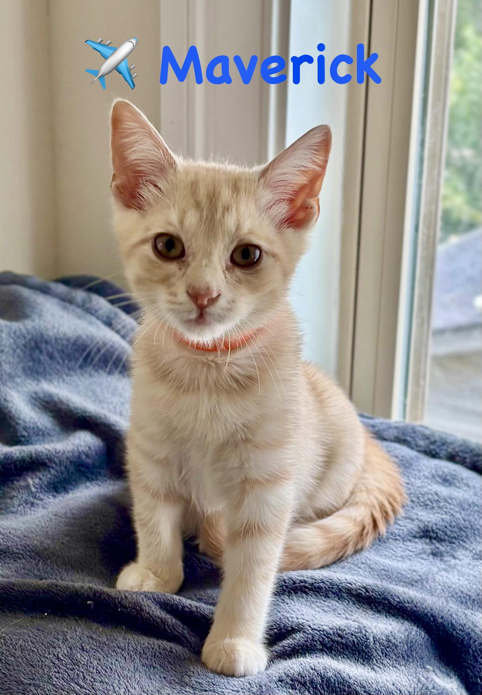 Maverick, Adoptable, Kitten Male Domestic Short Hair.