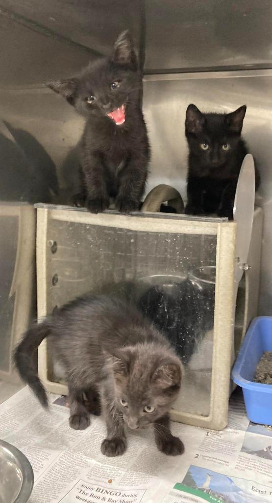 Holt / AC 28004 D, Adoptable, Kitten Male Domestic Short Hair.