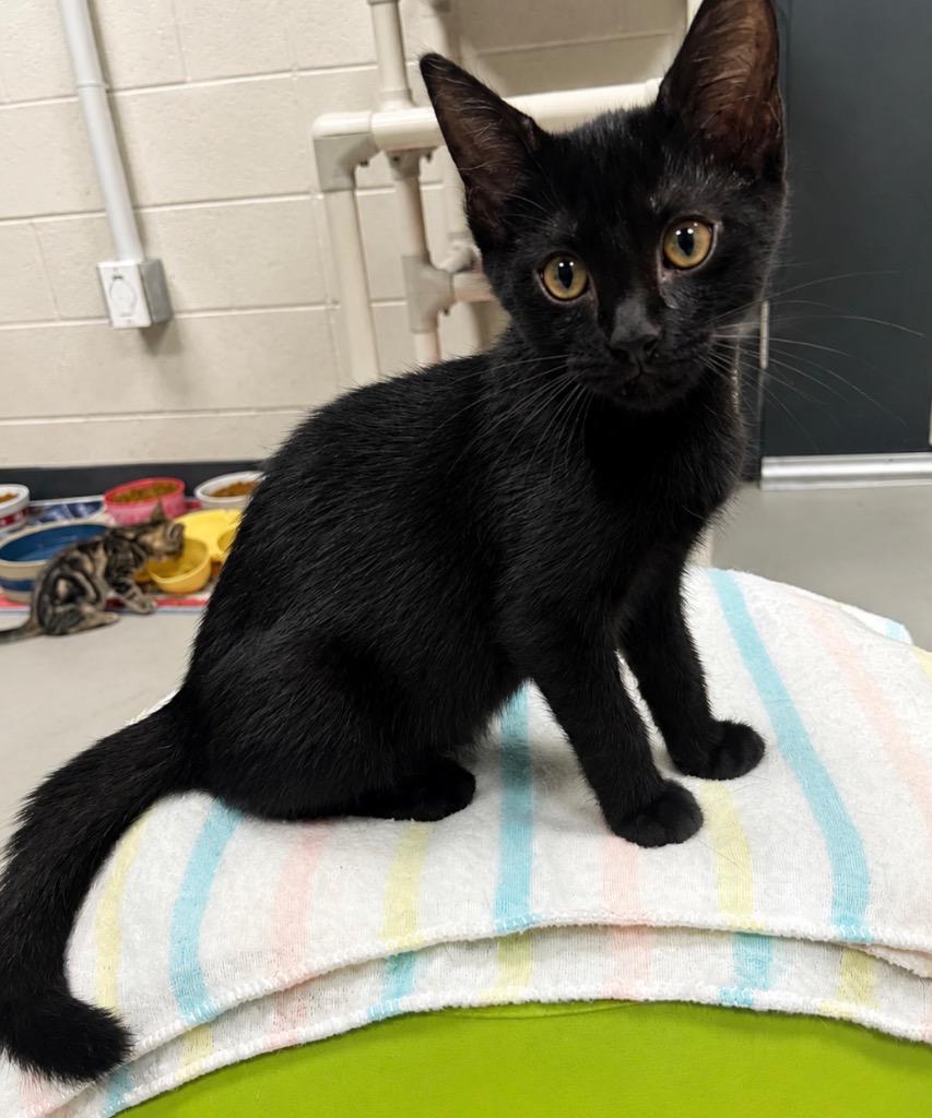 Enlarge Holt / AC 28004 D, a Adoptable mixed breed in Greeneville, TN image 2/4