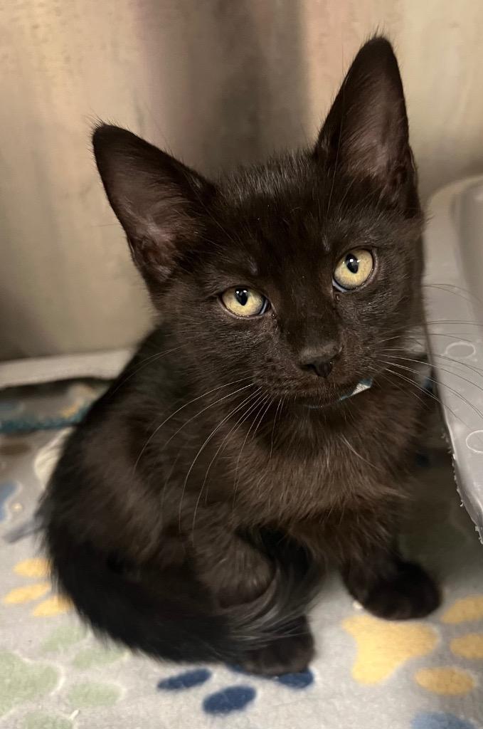 Enlarge Holt / AC 28004 D, a Adoptable mixed breed in Greeneville, TN image 3/4