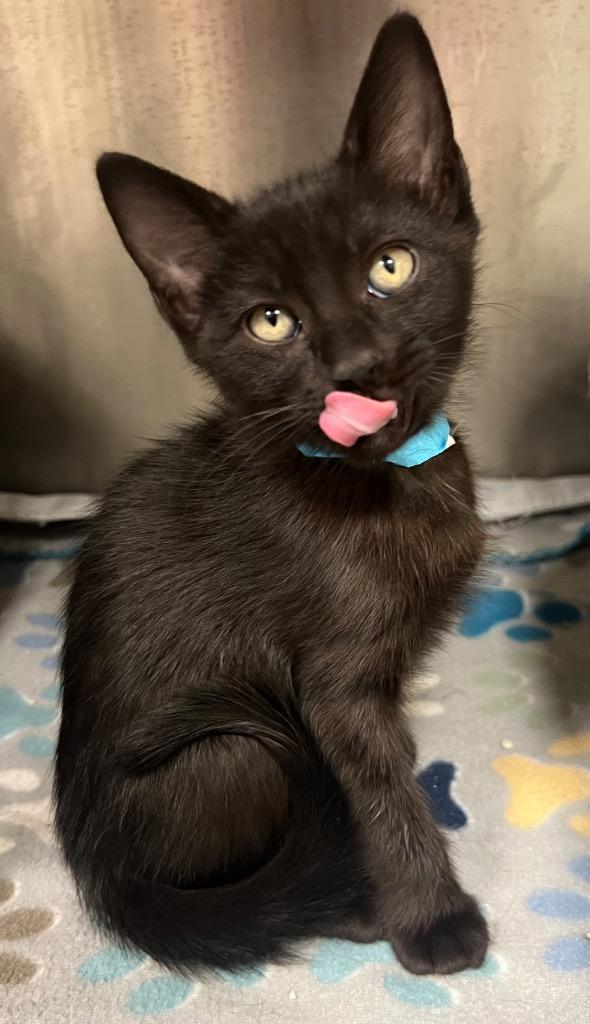 Enlarge Holt / AC 28004 D, a Adoptable mixed breed in Greeneville, TN image 4/4