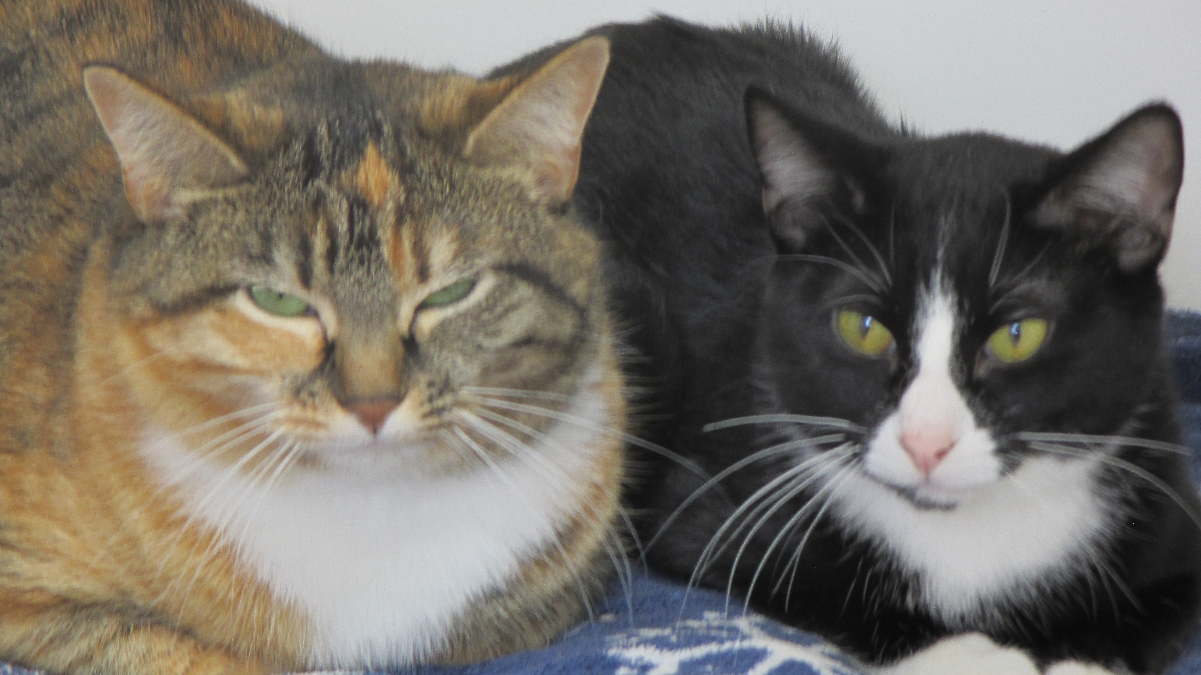 Holly, Adoptable, Adult Female Domestic Short Hair.