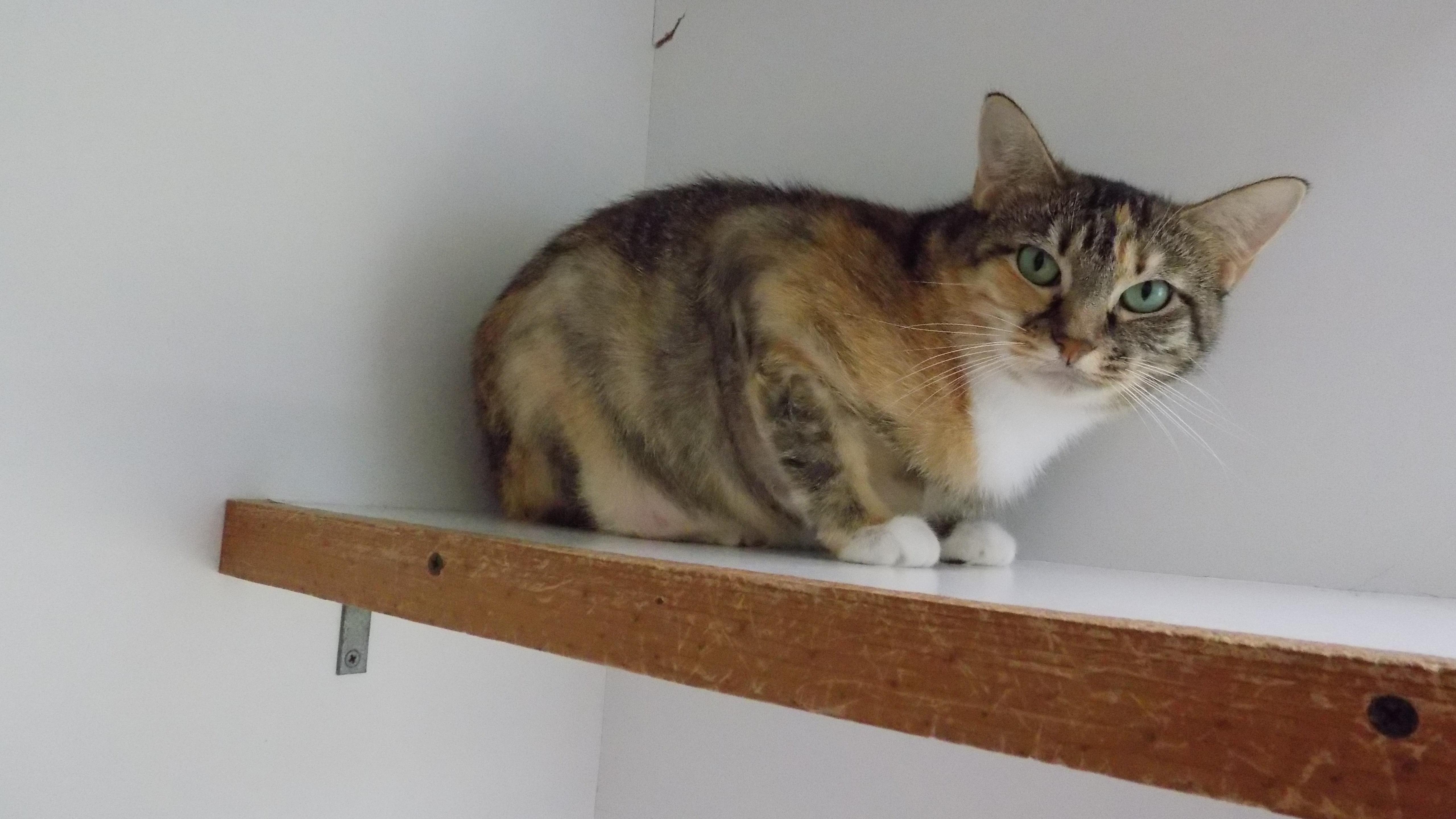 Enlarge Holly, a Adoptable Domestic Short Hair in Savanna, IL image 6/6