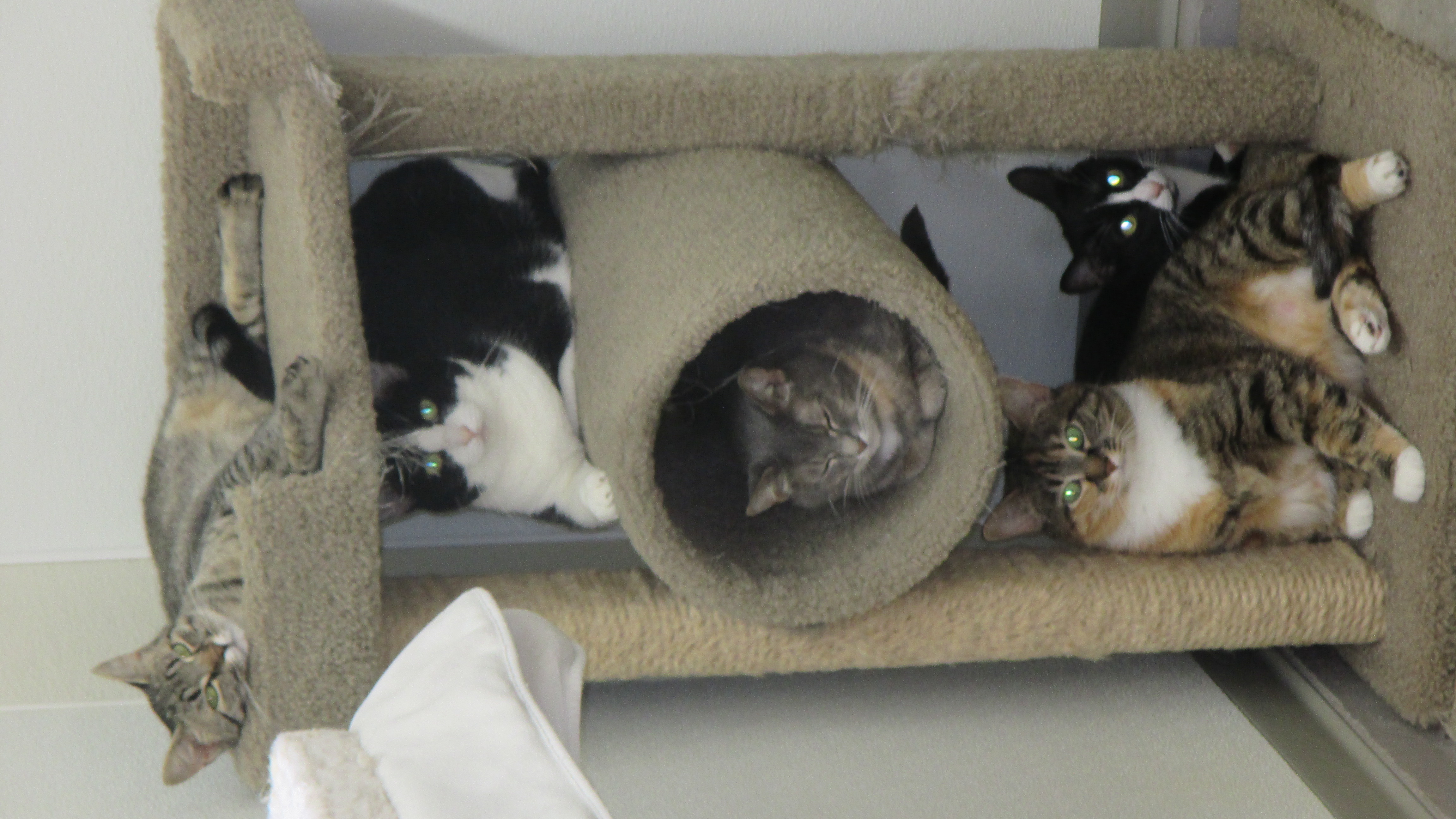 Holly, Adoptable, Adult Female Domestic Short Hair.