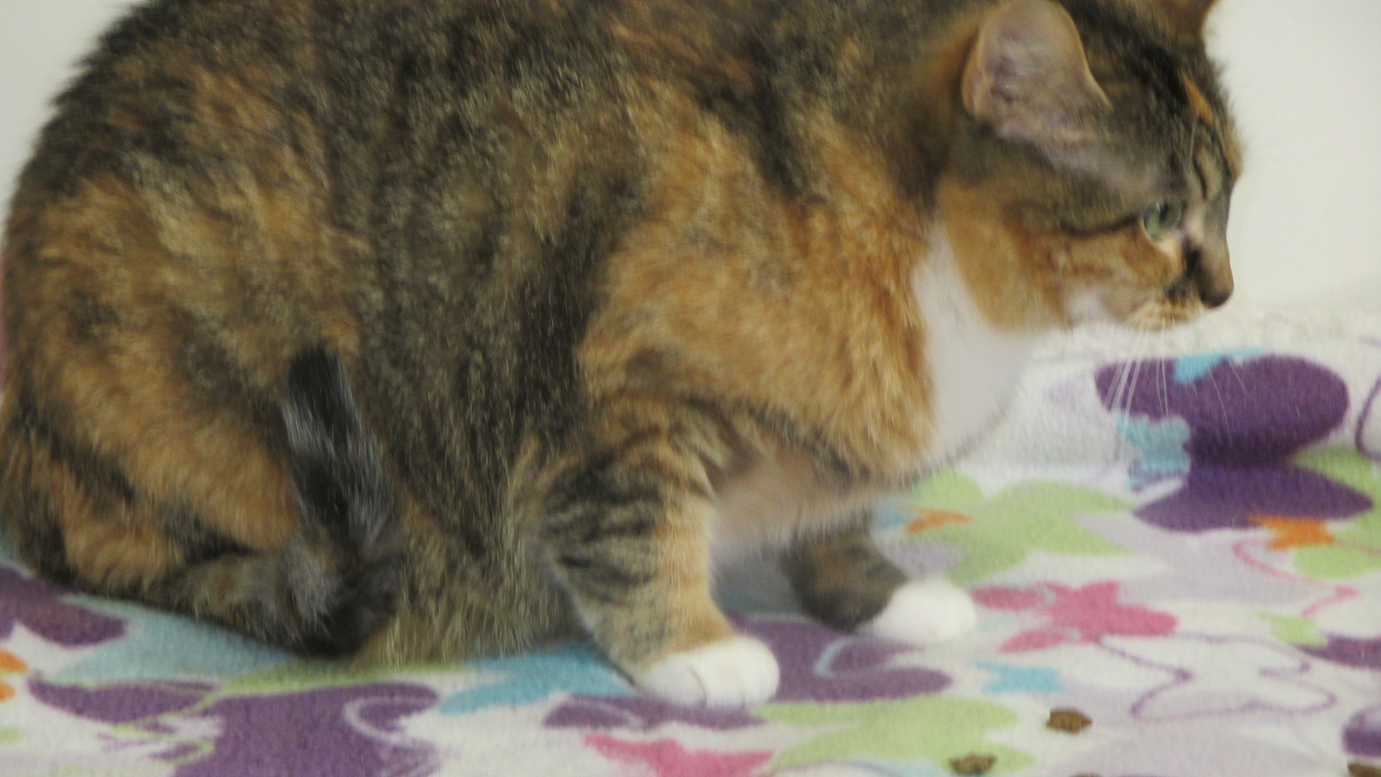 Holly, a Adoptable Domestic Short Hair in Savanna, IL image 2/4