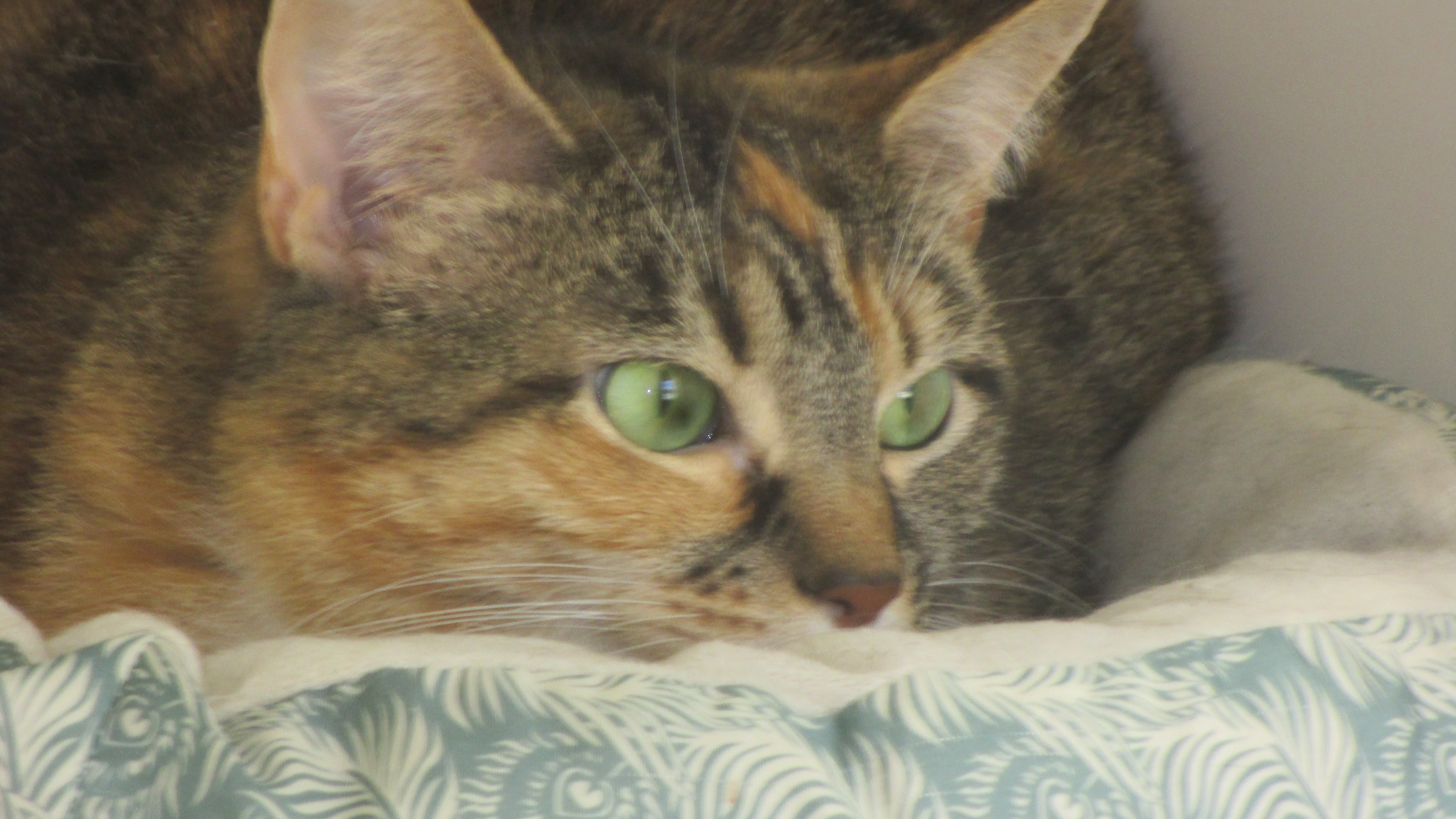 Holly, a Adoptable Domestic Short Hair in Savanna, IL image 3/4