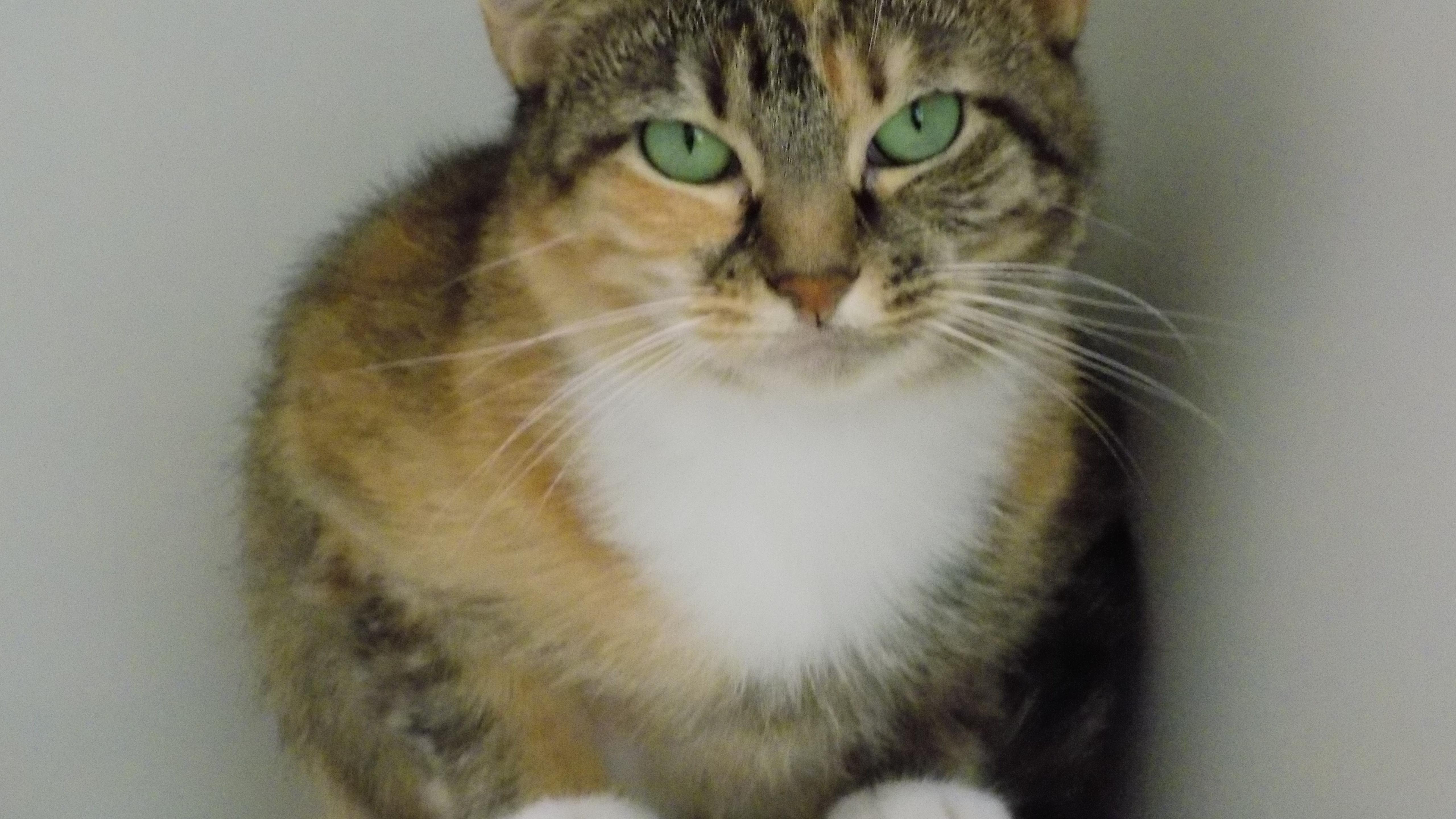 Enlarge Holly, a Adoptable Domestic Short Hair in Savanna, IL image 5/6