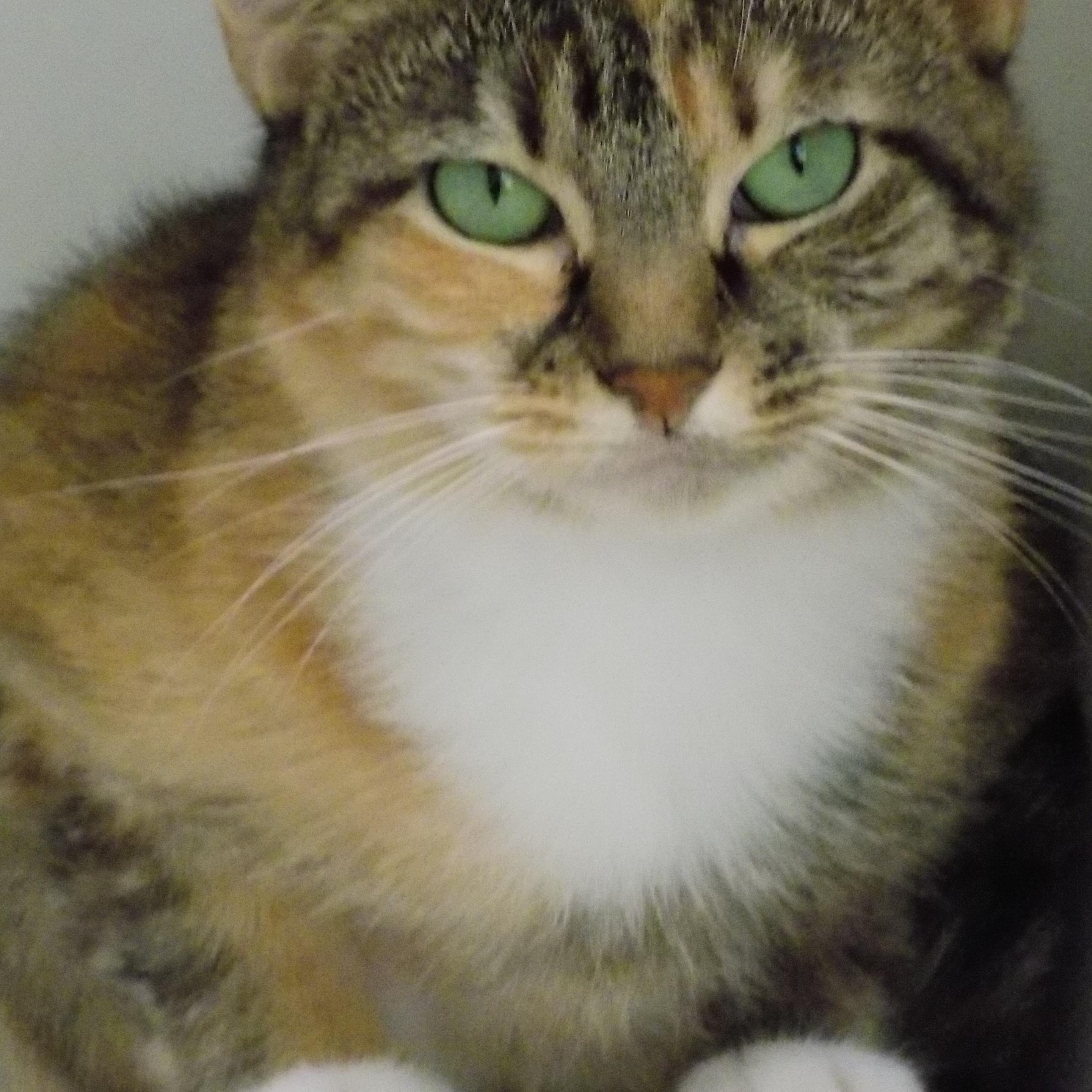 Enlarge Holly, a Adoptable Domestic Short Hair in Savanna, IL image 1/6