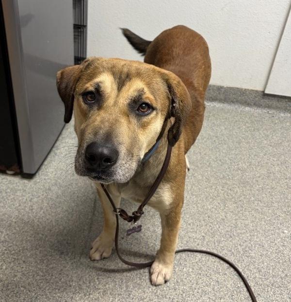 Arrow, Adoptable, Adult Male Shepherd.