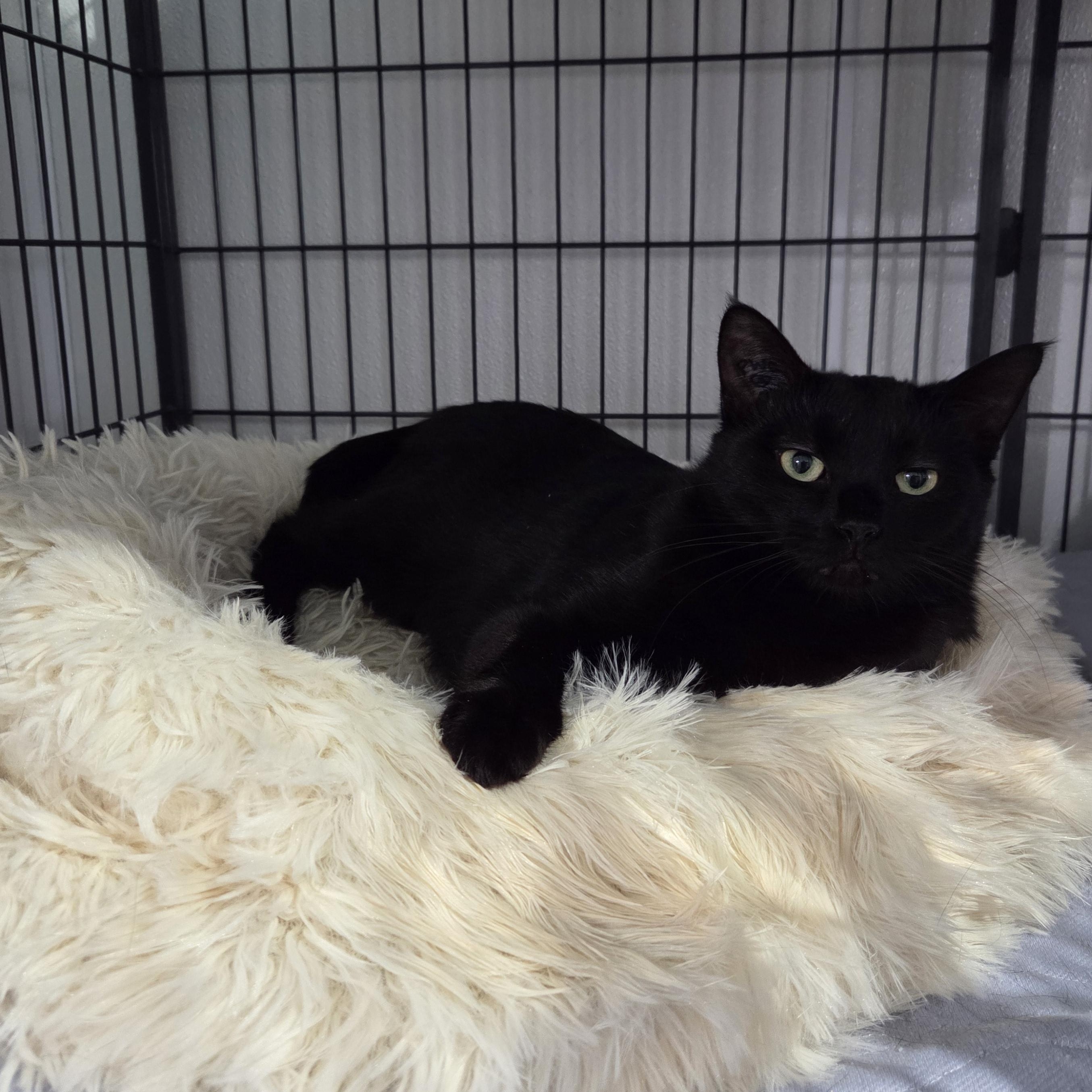 Enlarge Momo, a ADOPTABLE Domestic Short Hair in Claresholm, AB image 1/1