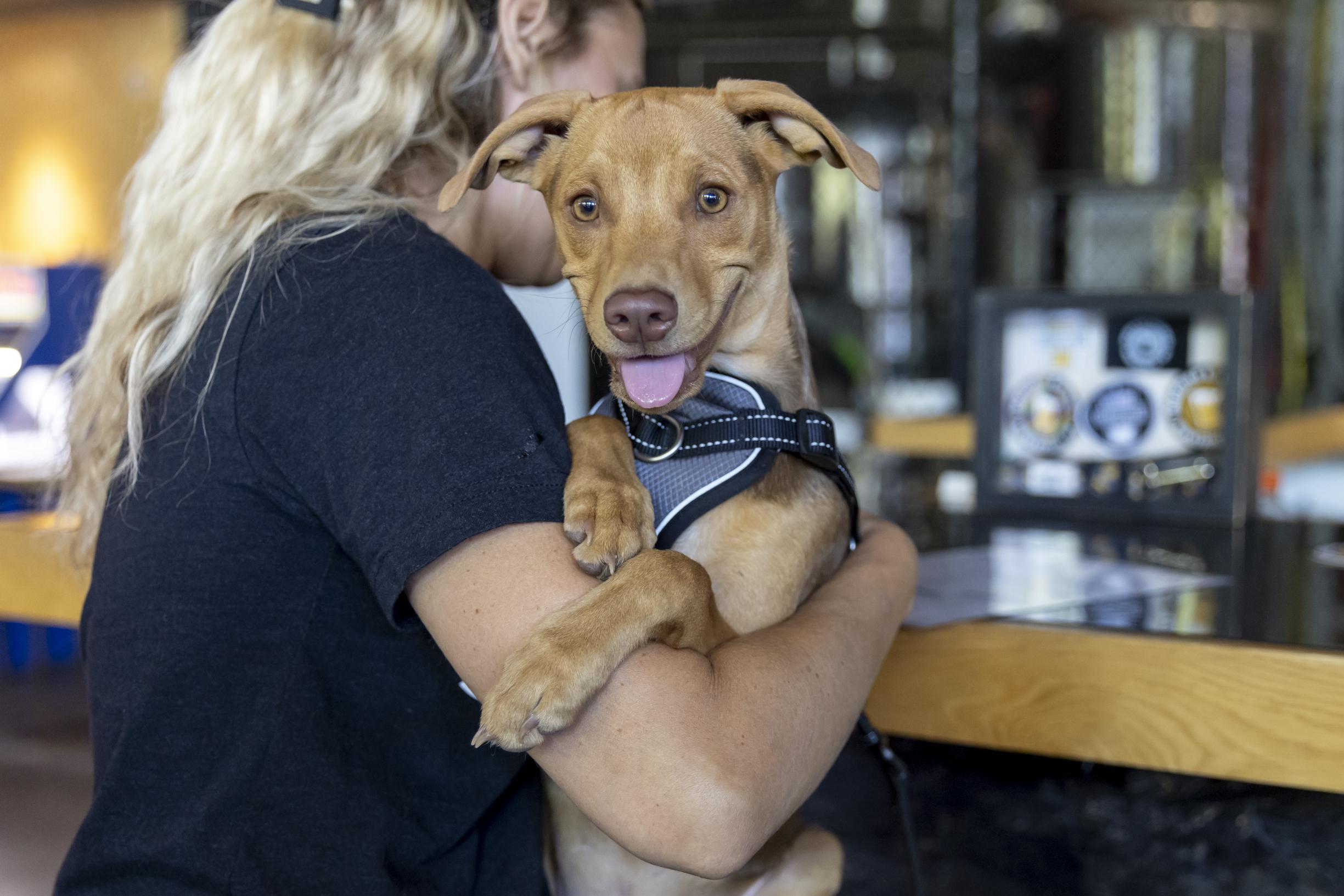 Enlarge Abe, a ADOPTABLE mixed breed in Minneapolis, MN image 3/6