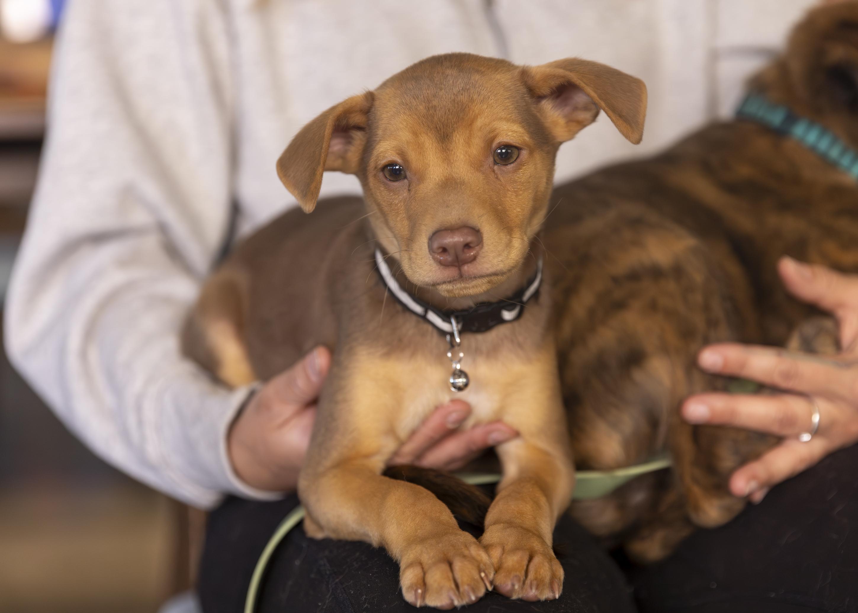Abe, a ADOPTABLE mixed breed in Minneapolis, MN image 3/6