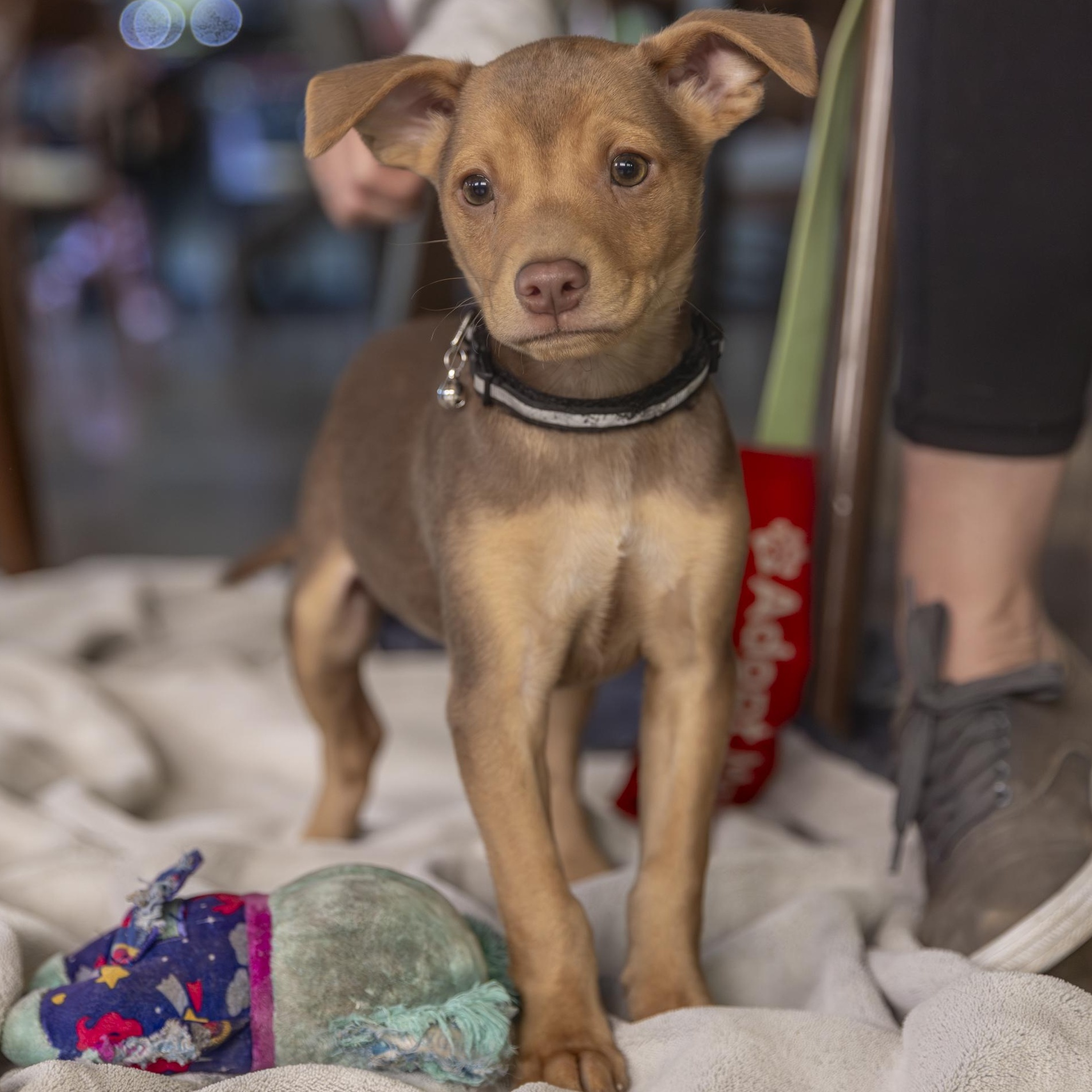 Abe, a ADOPTABLE mixed breed in Minneapolis, MN image 1/6