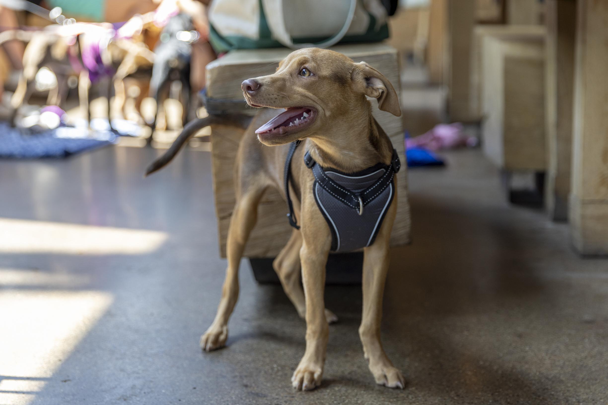 Enlarge Abe, a ADOPTABLE mixed breed in Minneapolis, MN image 4/6