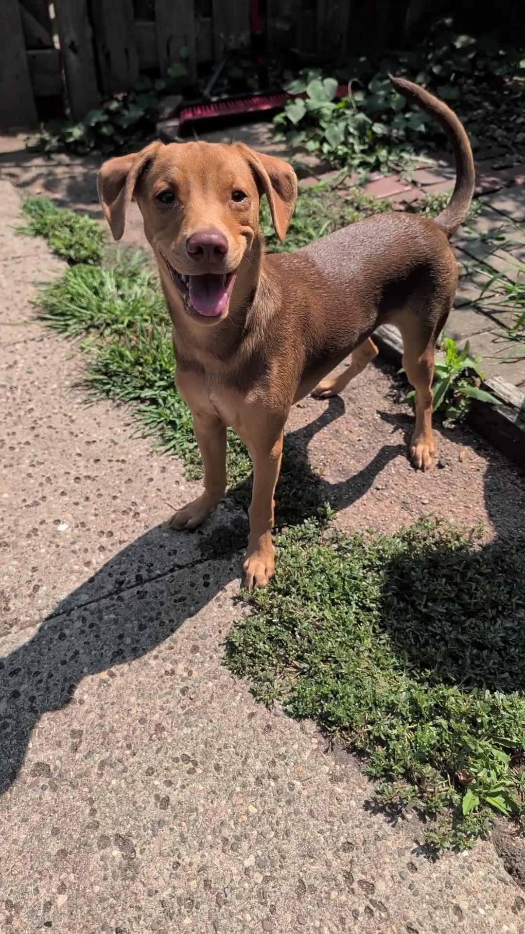 Enlarge Abe, a ADOPTABLE mixed breed in Minneapolis, MN image 3/6