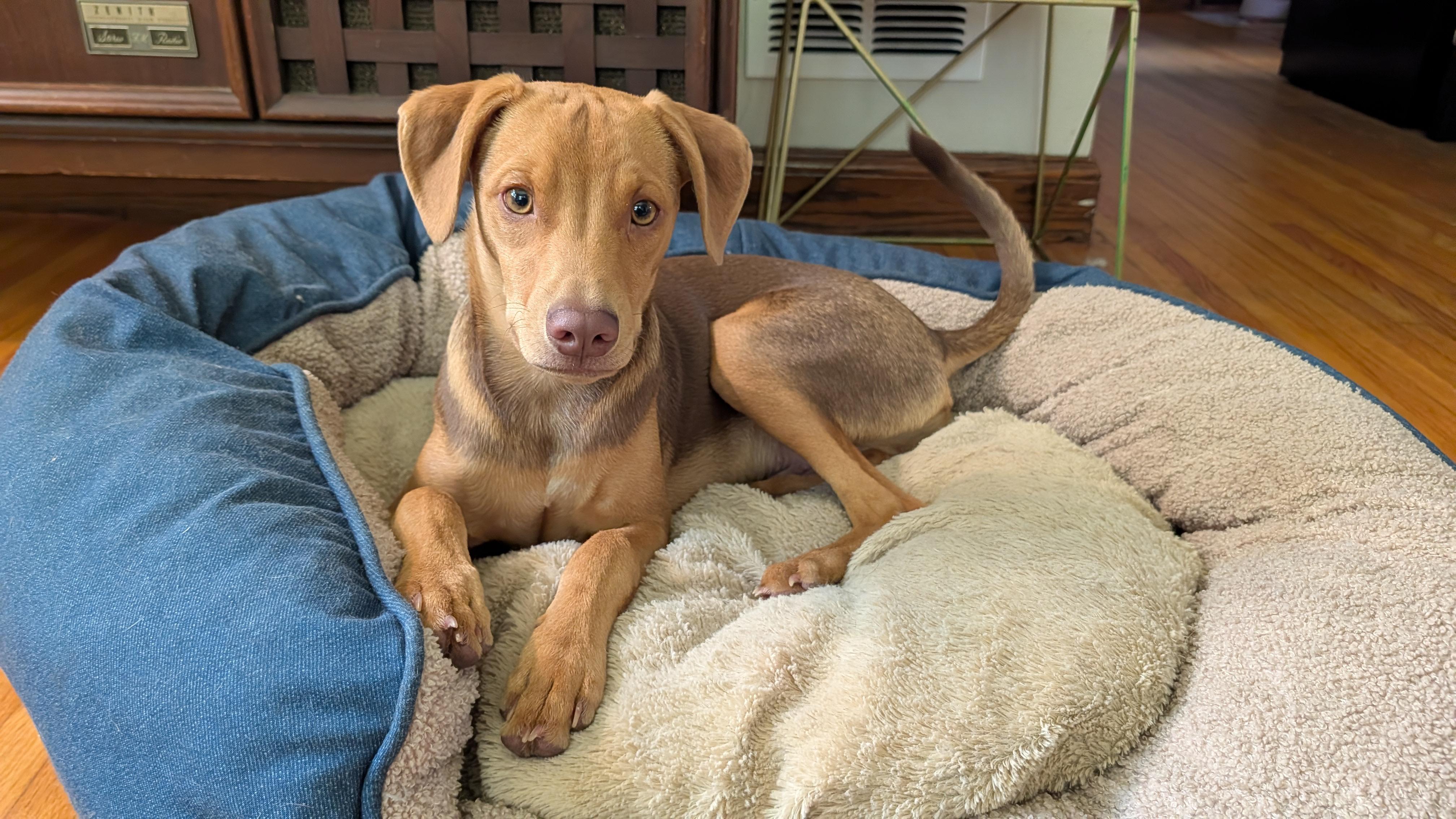 Enlarge Abe, a ADOPTABLE mixed breed in Minneapolis, MN image 4/6