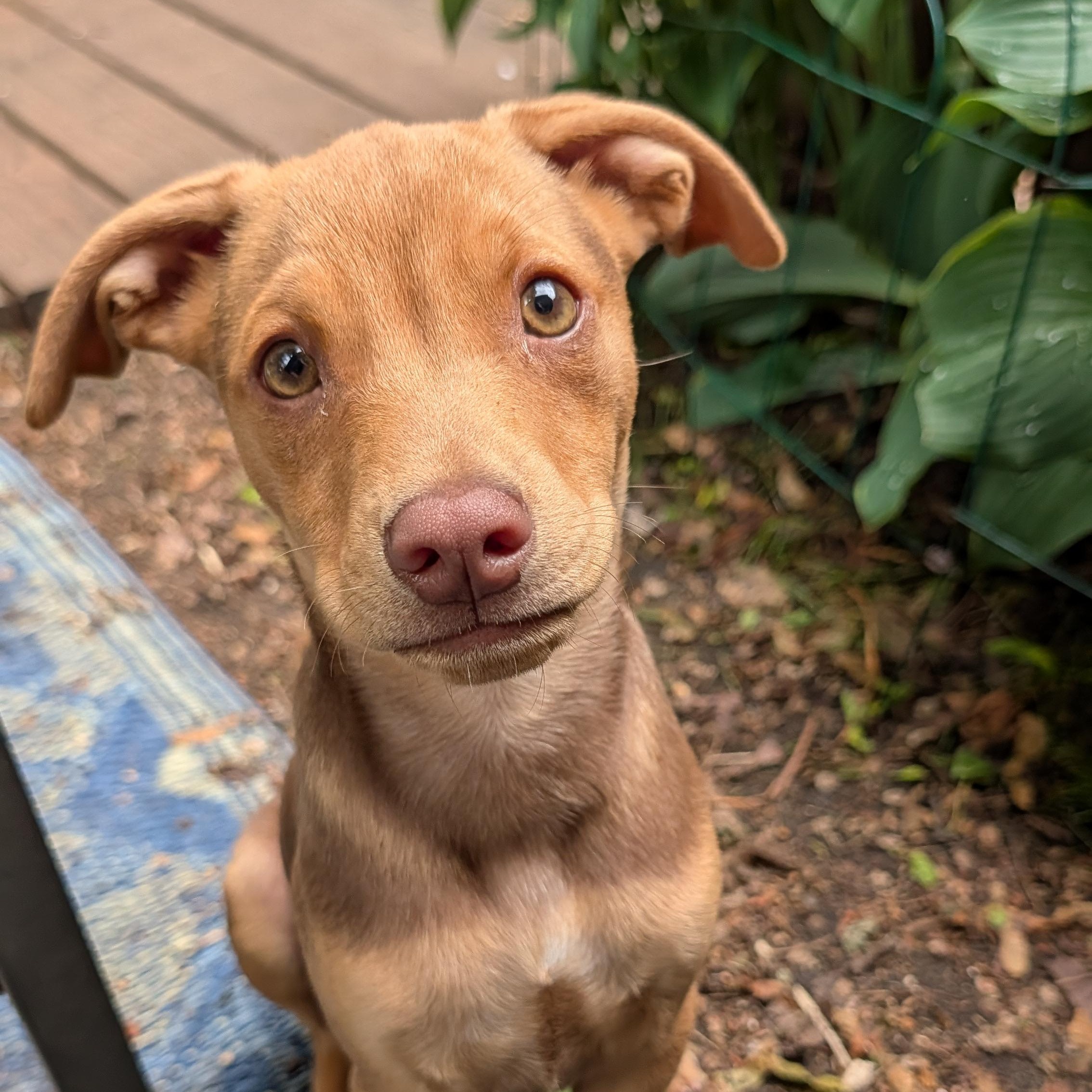 Abe, a ADOPTABLE mixed breed in Minneapolis, MN image 3/6