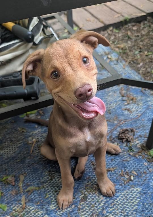 Abe, a ADOPTABLE mixed breed in Minneapolis, MN image 1/6