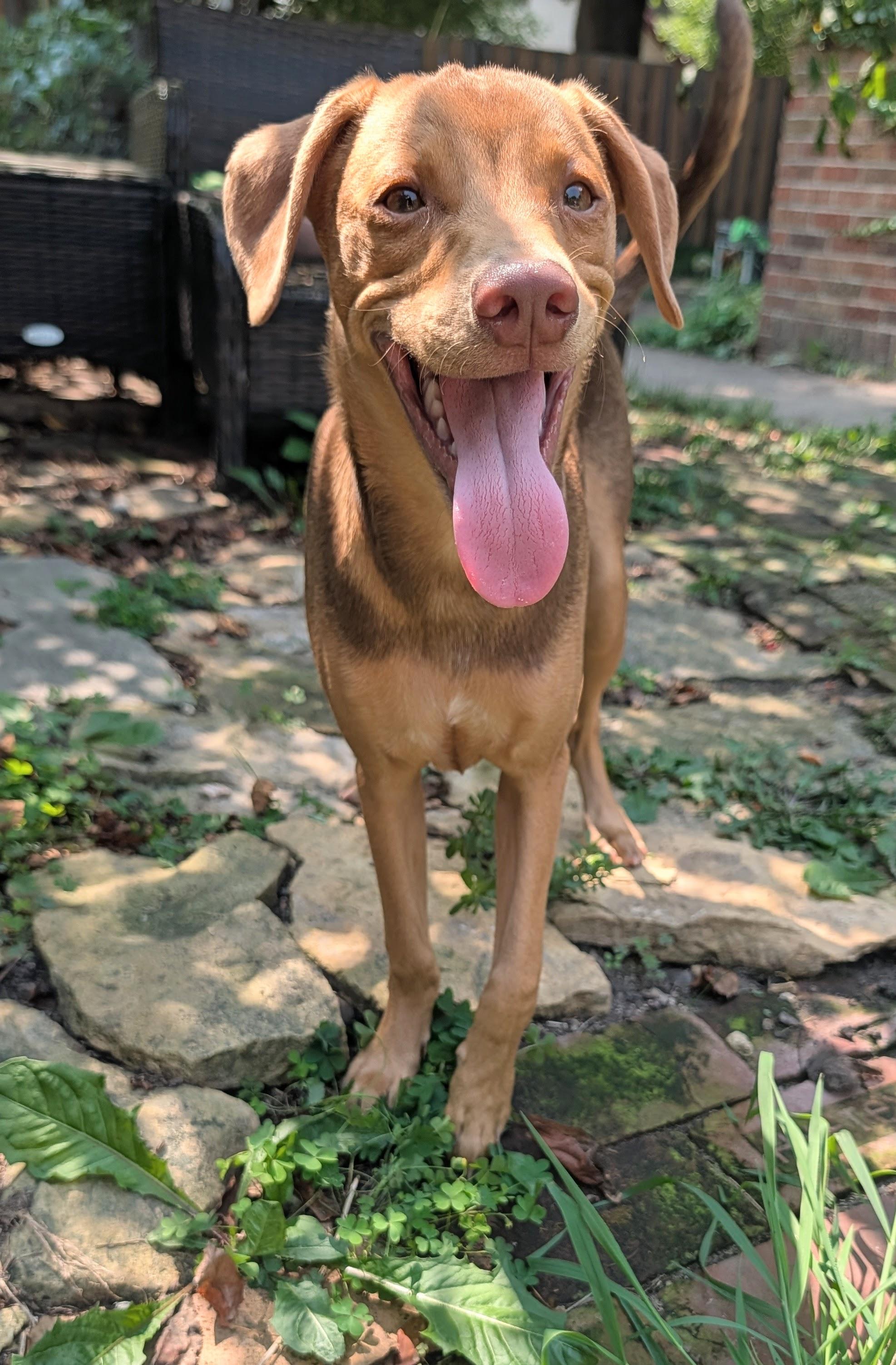 Abe, ADOPTABLE, Puppy Male Miniature Pinscher & Terrier.