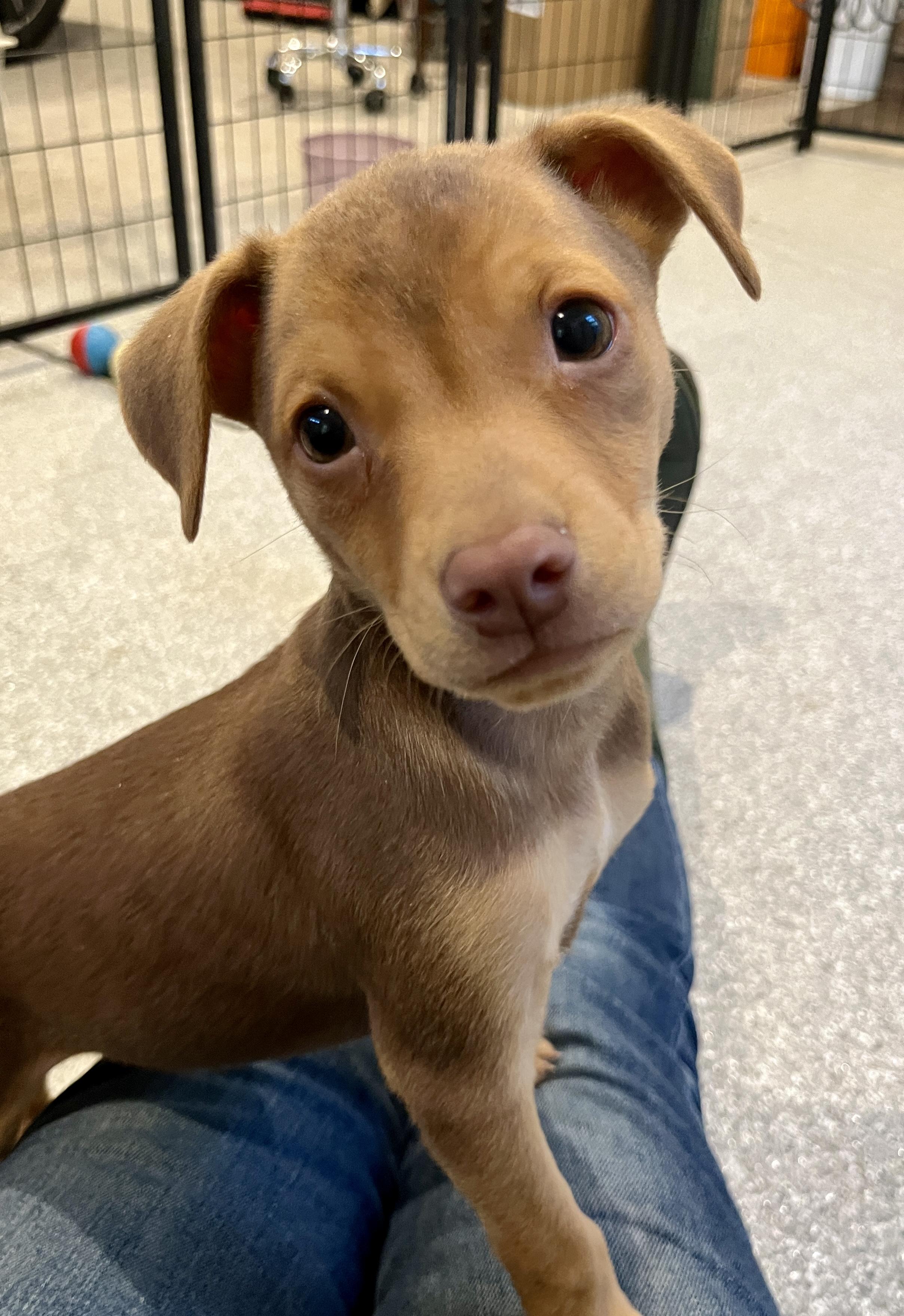 Abe, a ADOPTABLE mixed breed in Minneapolis, MN image 5/6