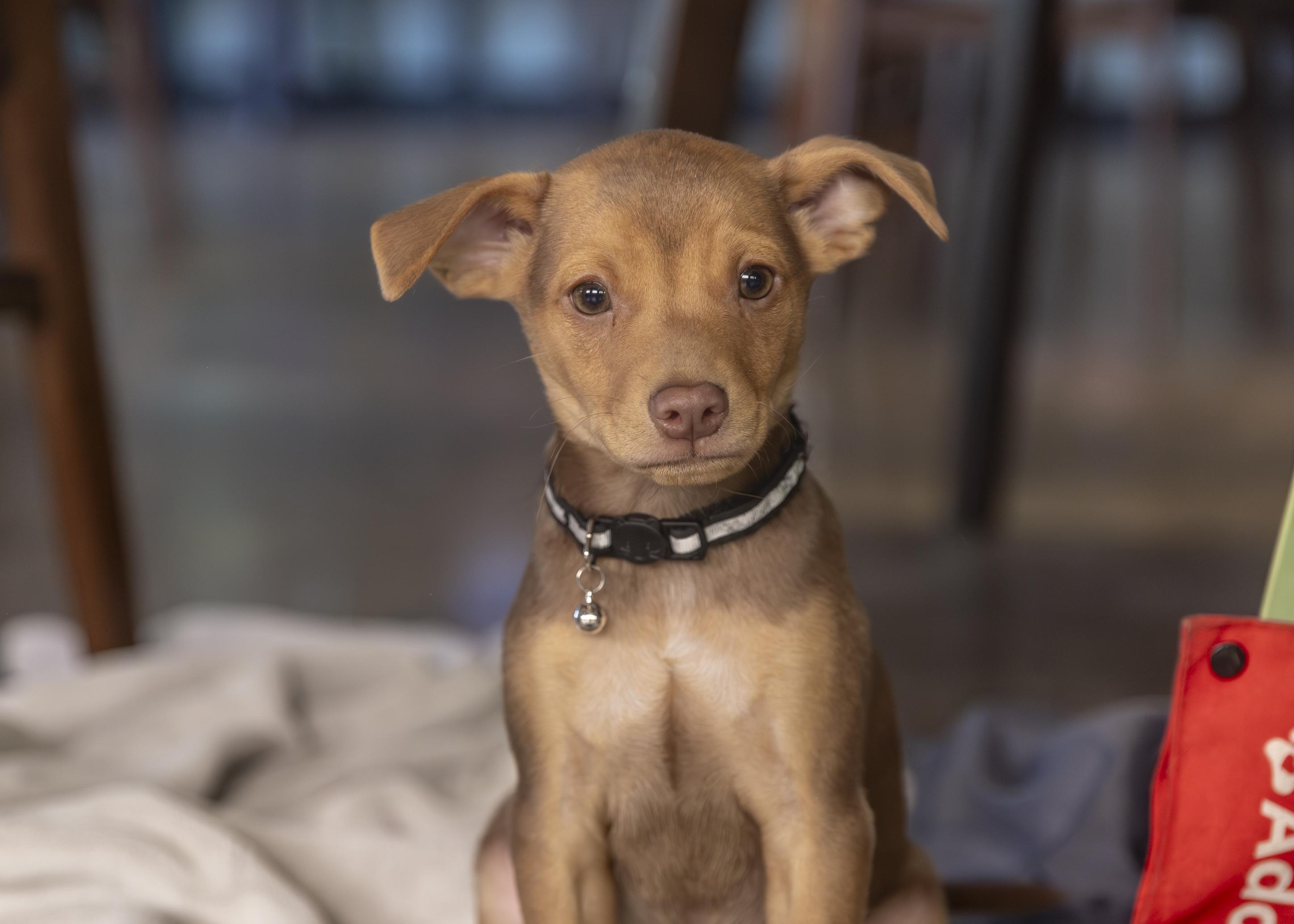 Abe, a ADOPTABLE mixed breed in Minneapolis, MN image 2/6