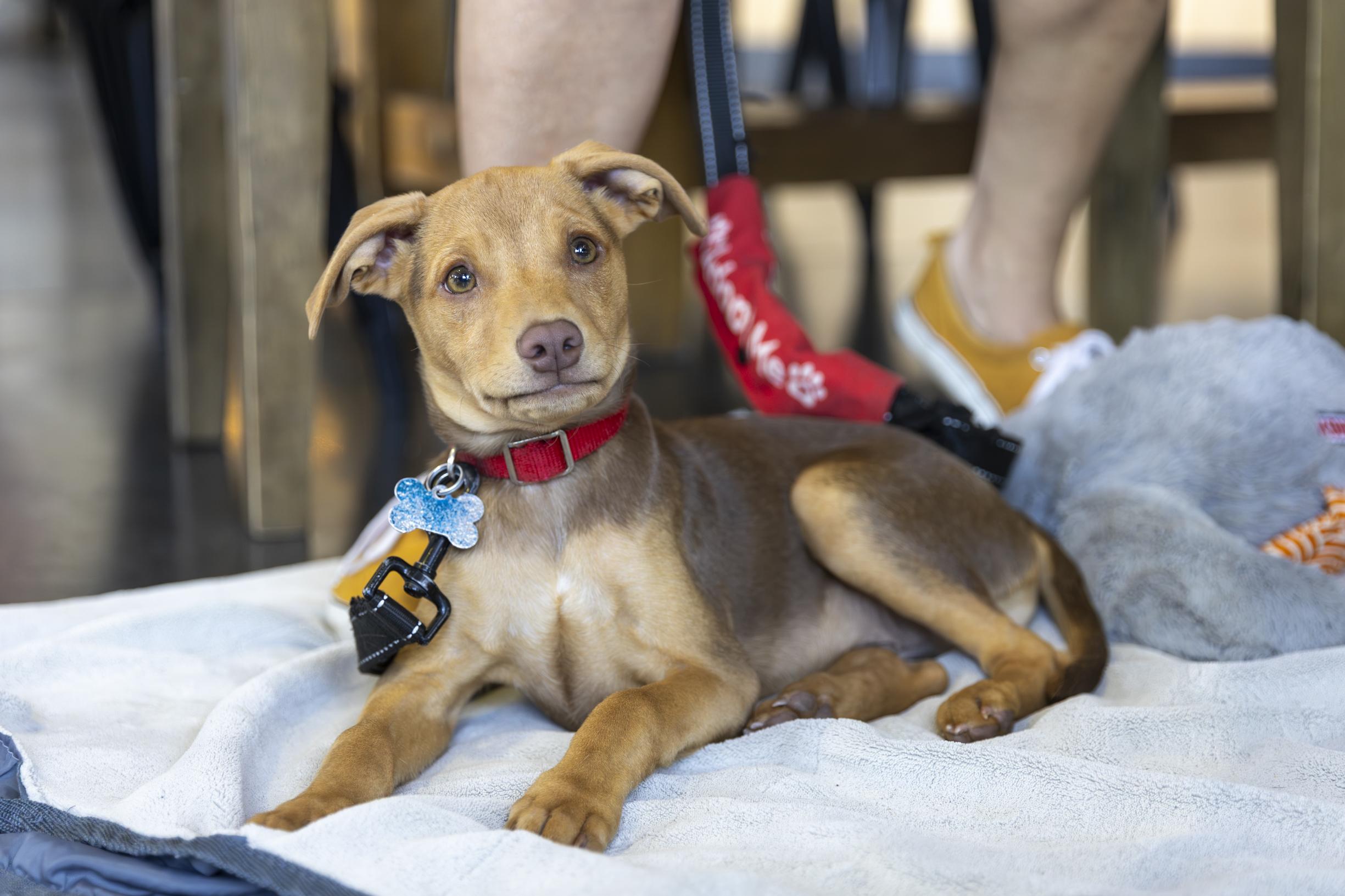 Abe, a ADOPTABLE mixed breed in Minneapolis, MN image 1/6