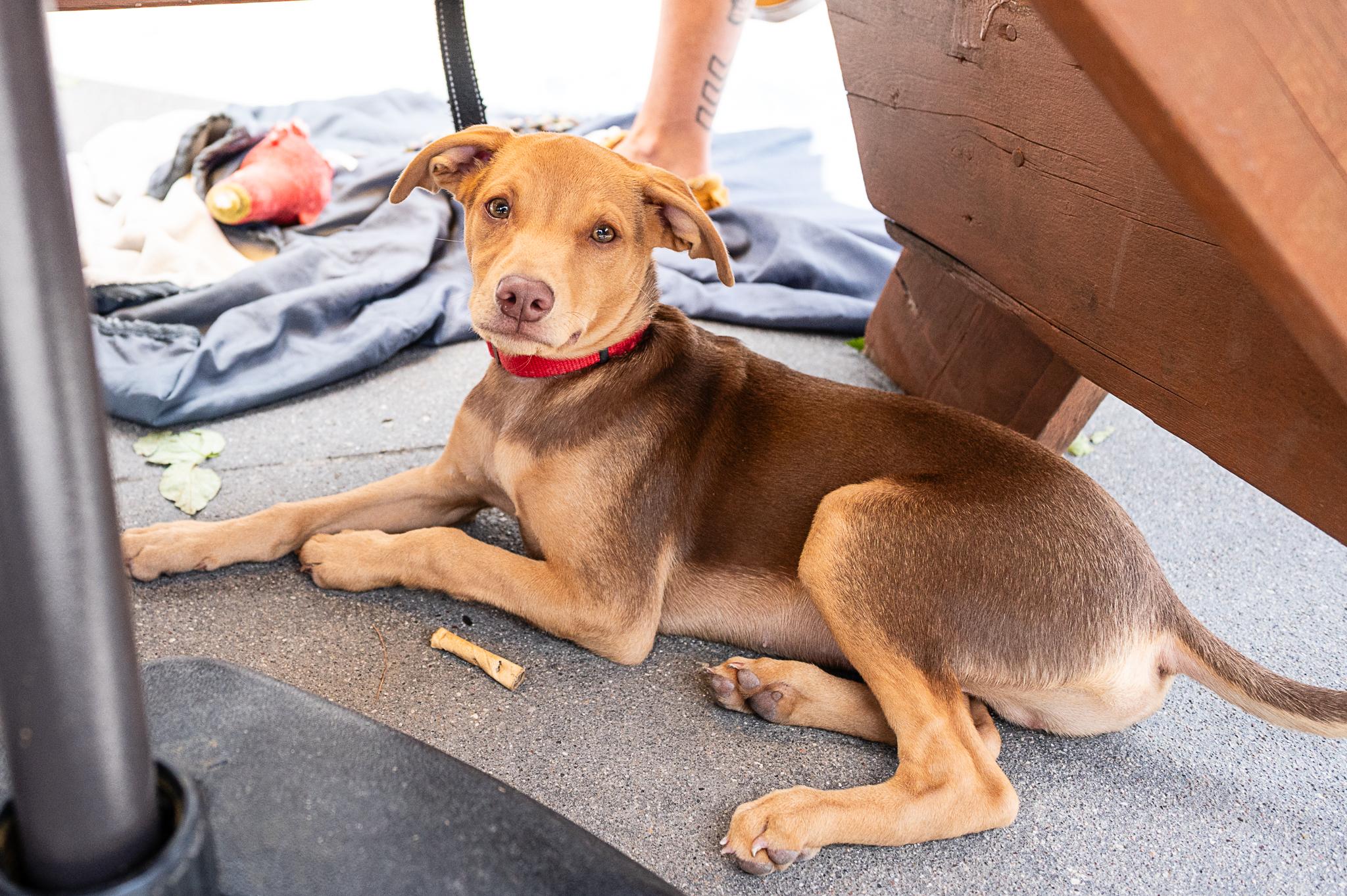 Abe, a ADOPTABLE mixed breed in Minneapolis, MN image 2/6